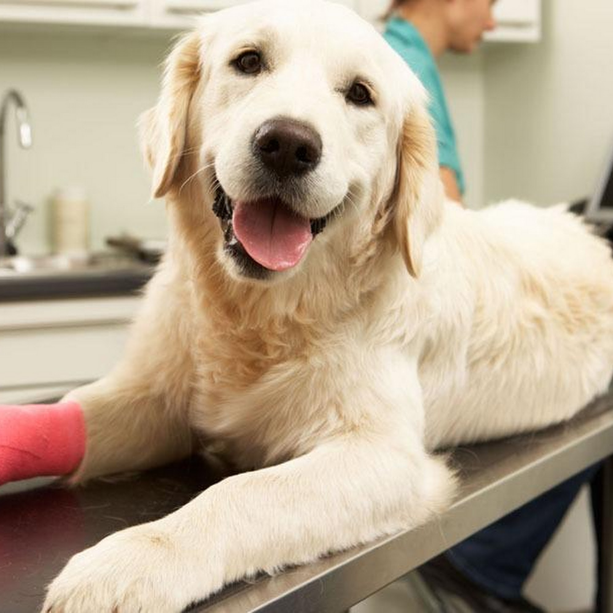 Lewis Veterinary Clinic Lawrence