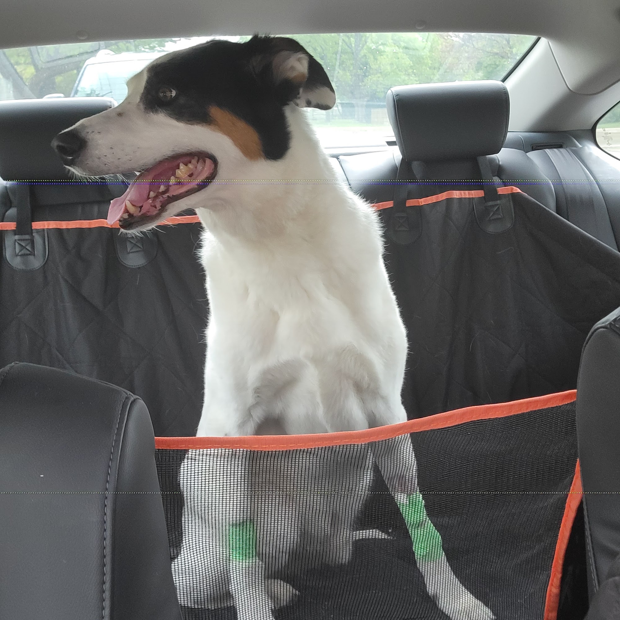 Clinton Parkway Animal Hospital Lawrence