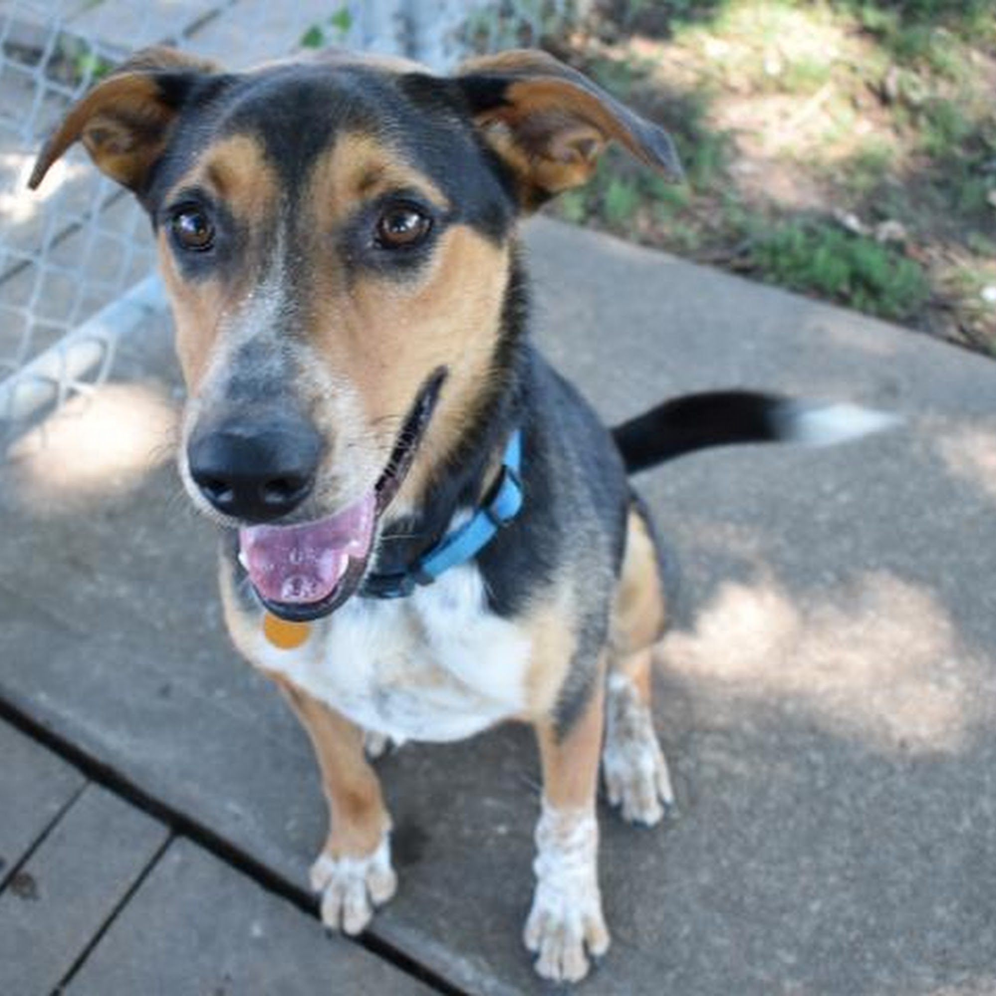 Lawrence Humane Society Lawrence