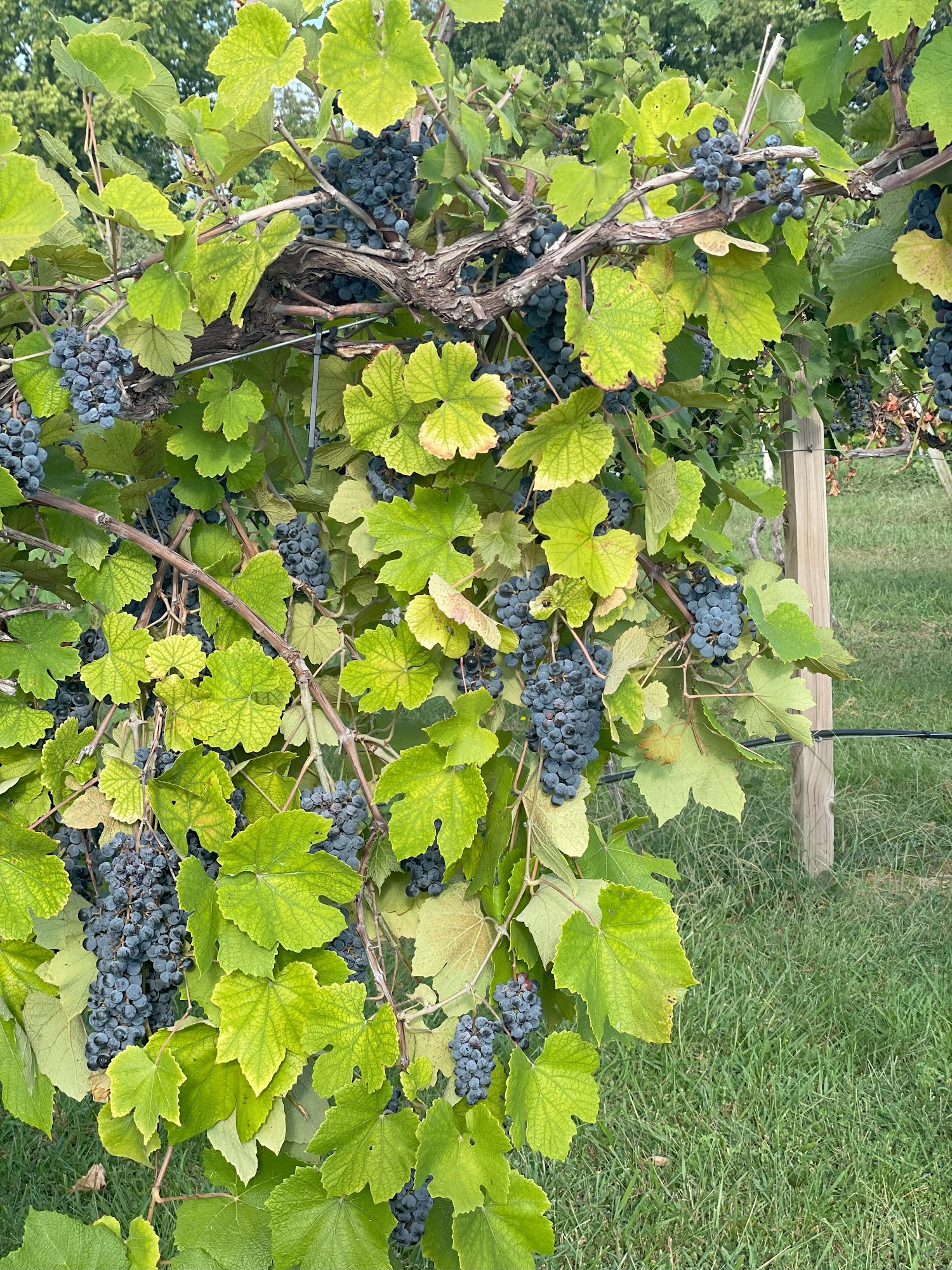 Irvine's Just Beyond Paradise, LLC Menu