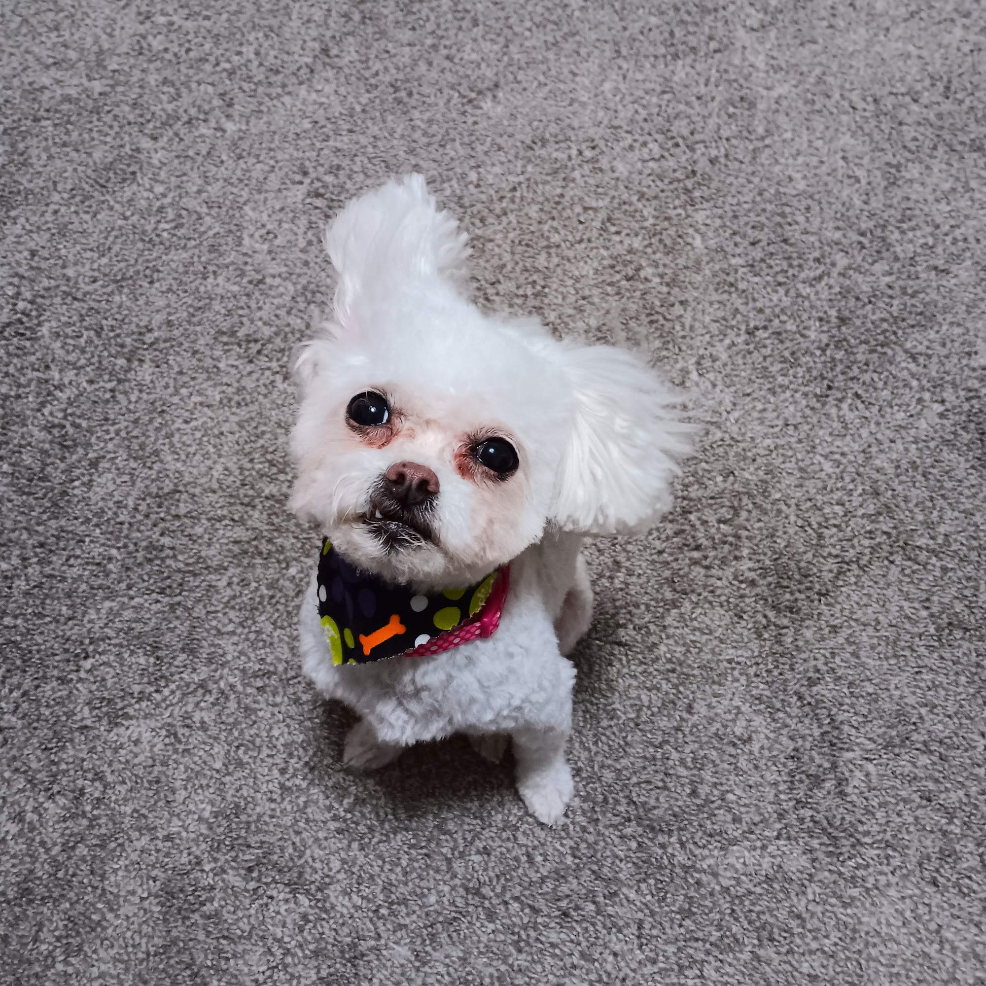 Absolute Pawfection Pet Salon Lawrence