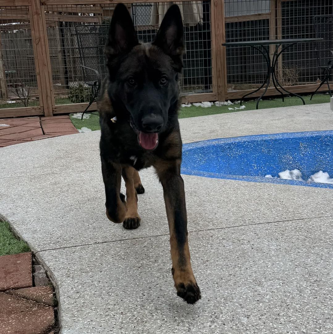 Deb's Riverview Kennels Leavenworth