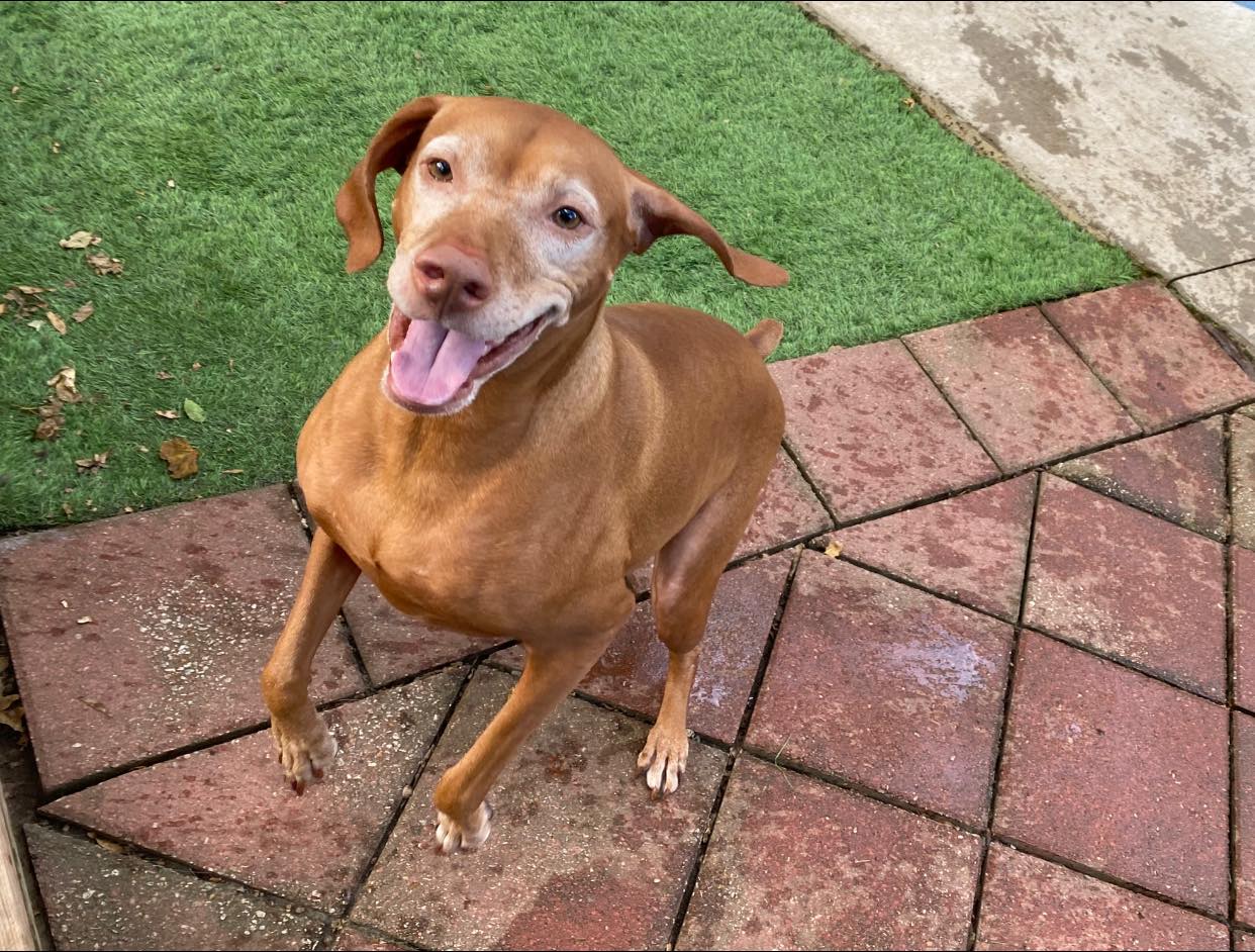 Deb's Riverview Kennels Leavenworth