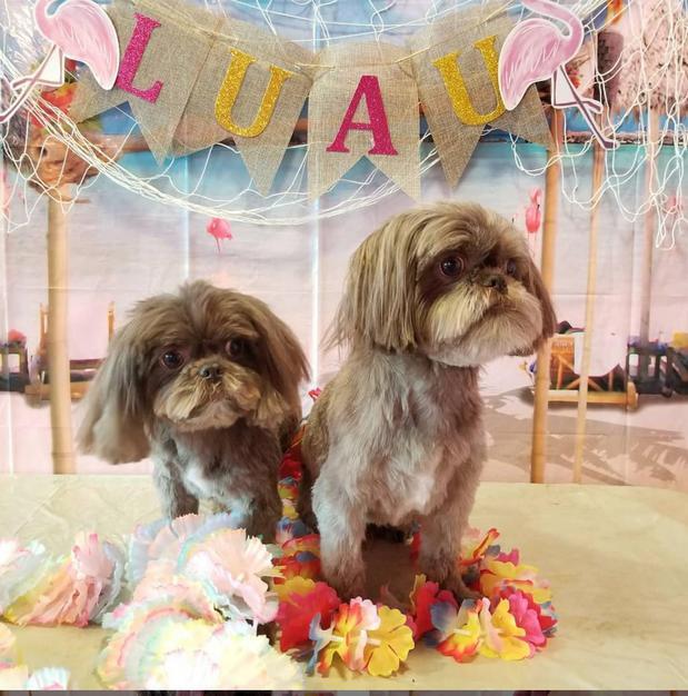 Woof Gang Bakery & Grooming Ironhorse Leawood