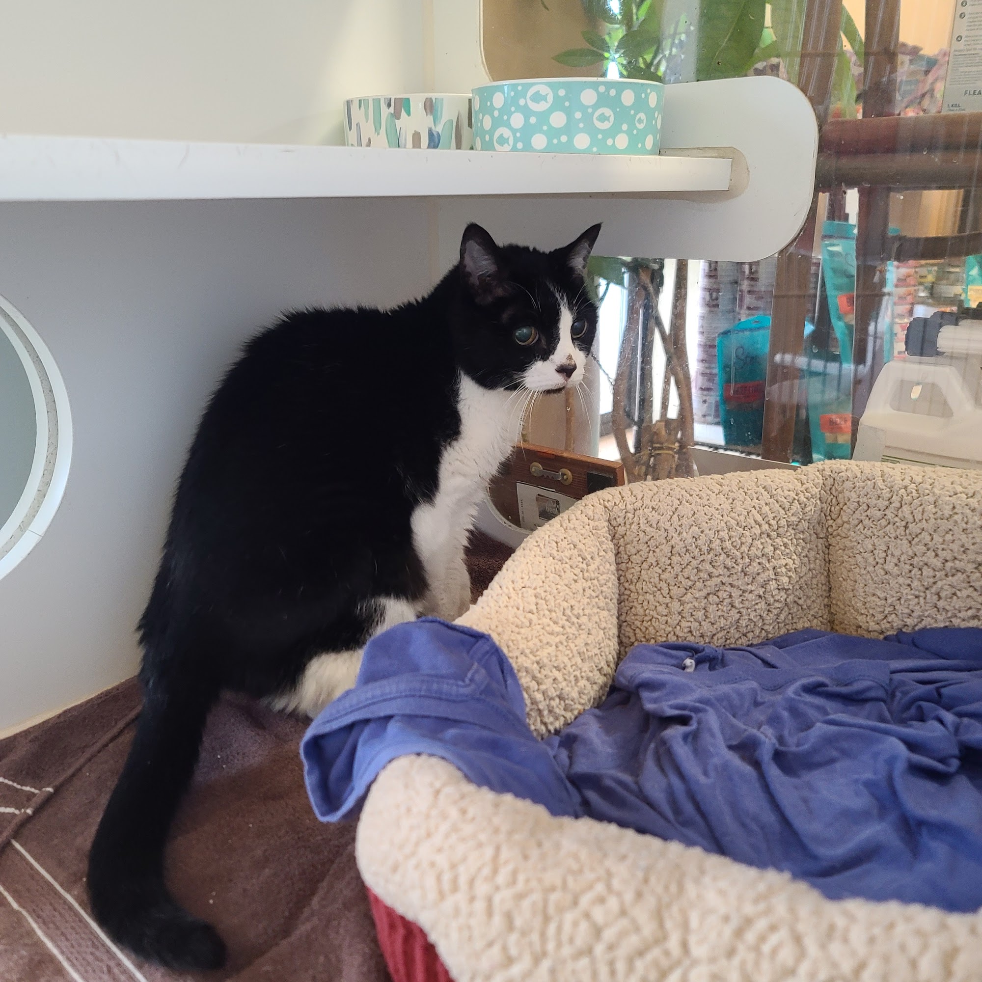 Mariposa Veterinary Wellness Center Lenexa