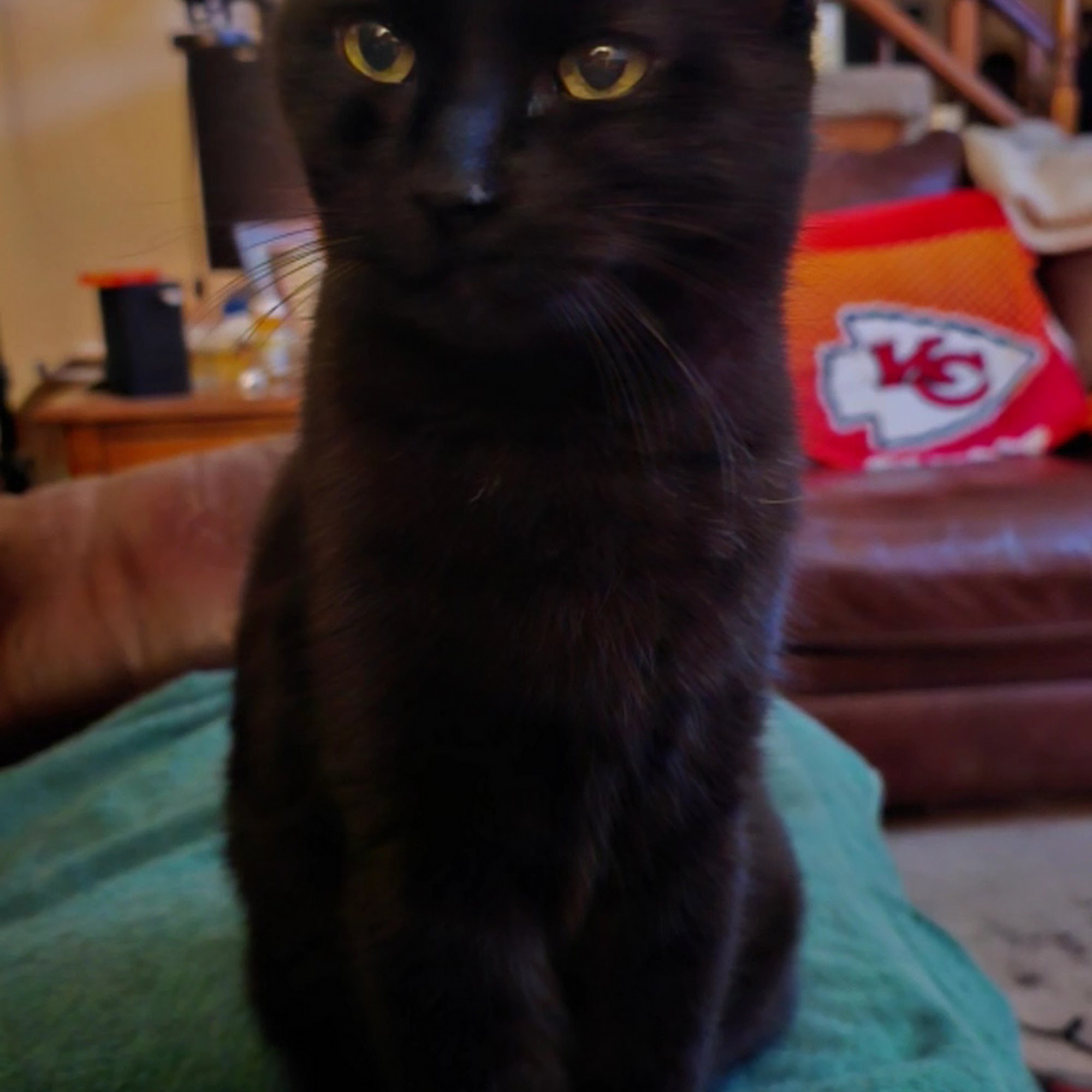 Cat Clinic of Johnson County Lenexa