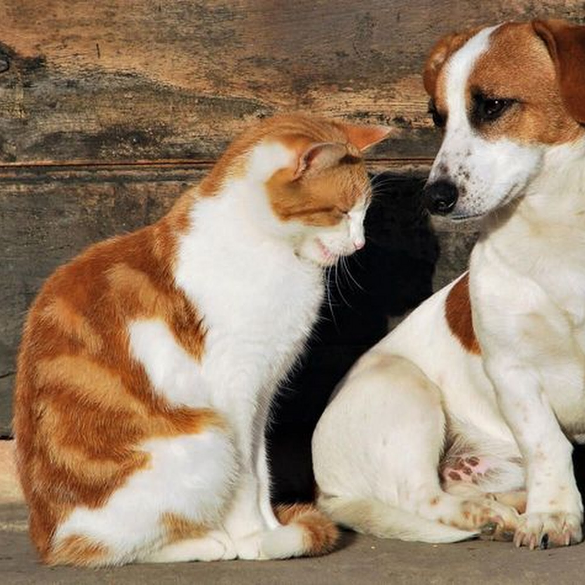 Falcon Valley Animal Hospital Lenexa