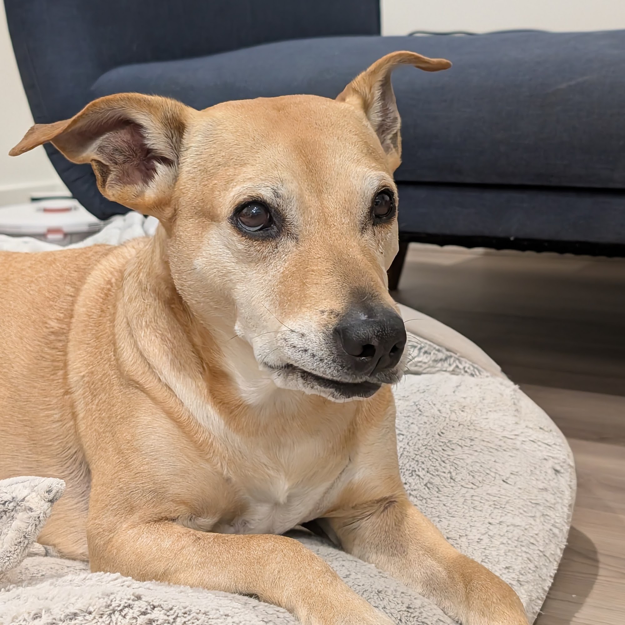 Pet Calls Mobile Veterinary Clinic Lenexa