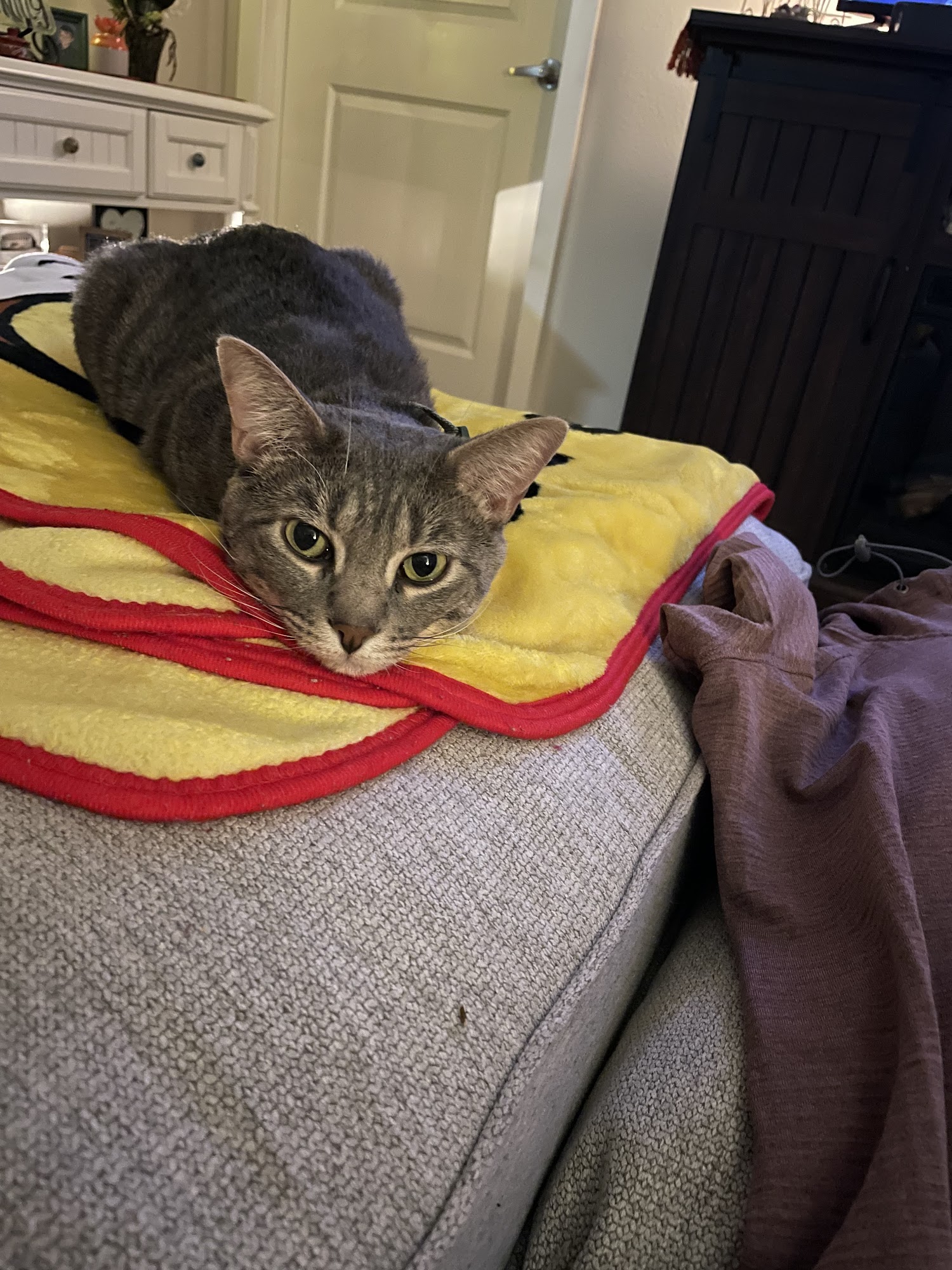 Kitty City Kansas Lenexa