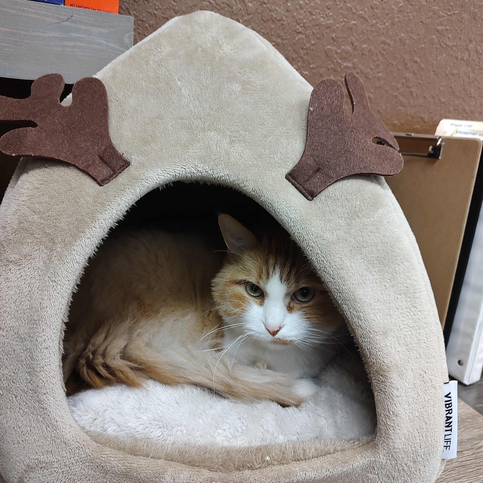 Prairie Pet Mobile Vet Liberal