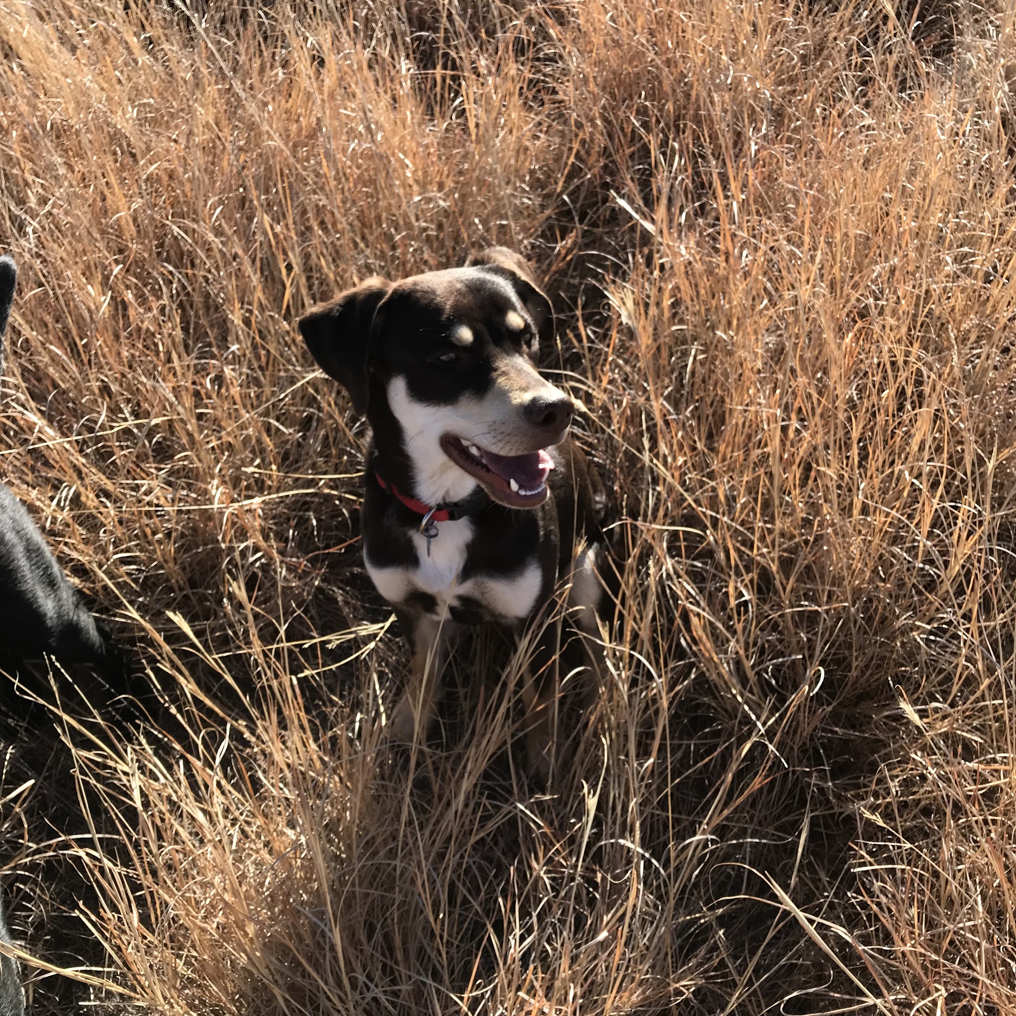 Liberal Animal Hospital: Norman Elizabeth M DVM Liberal