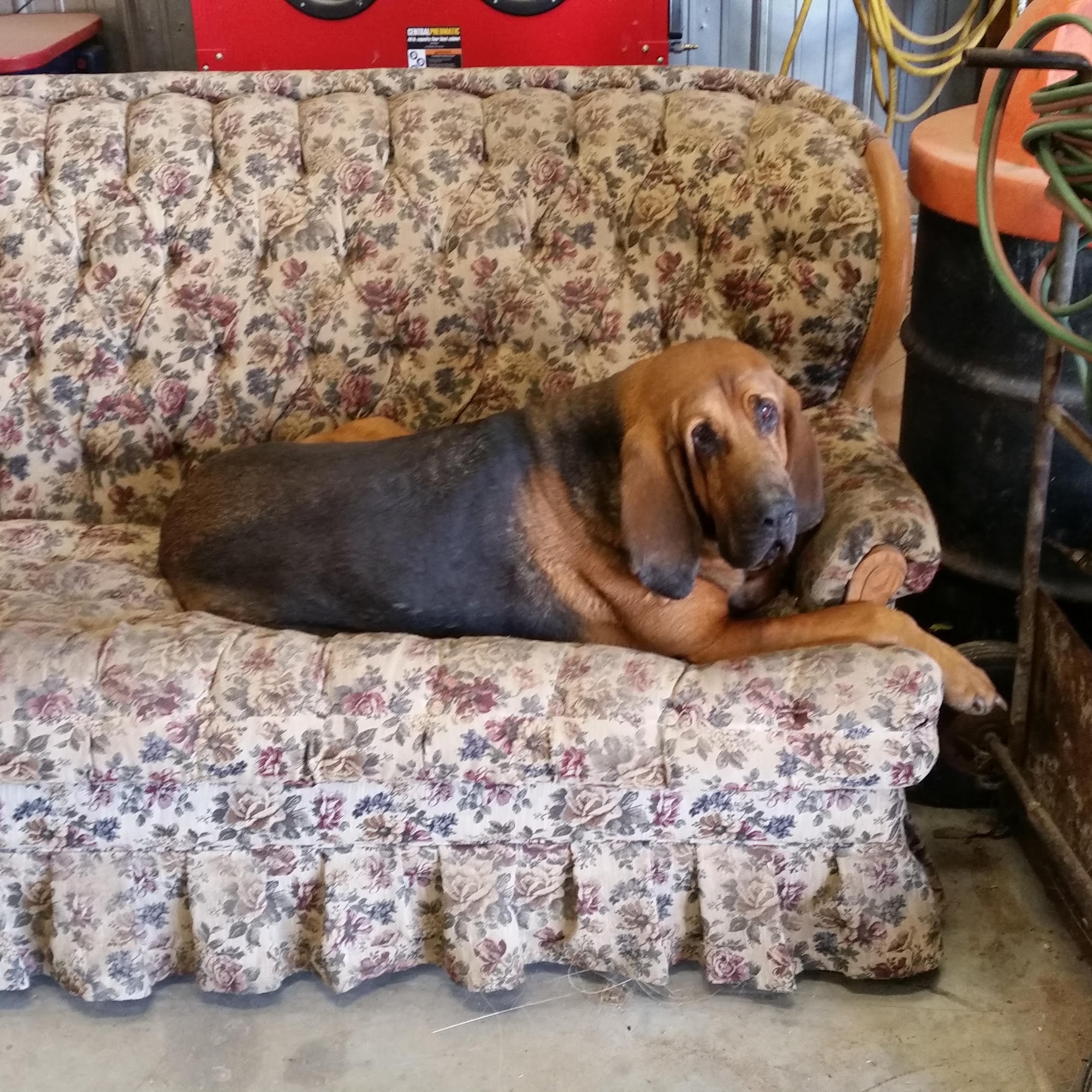 Lindsborg Animal Hospital: Bachman Nicole C DVM Lindsborg