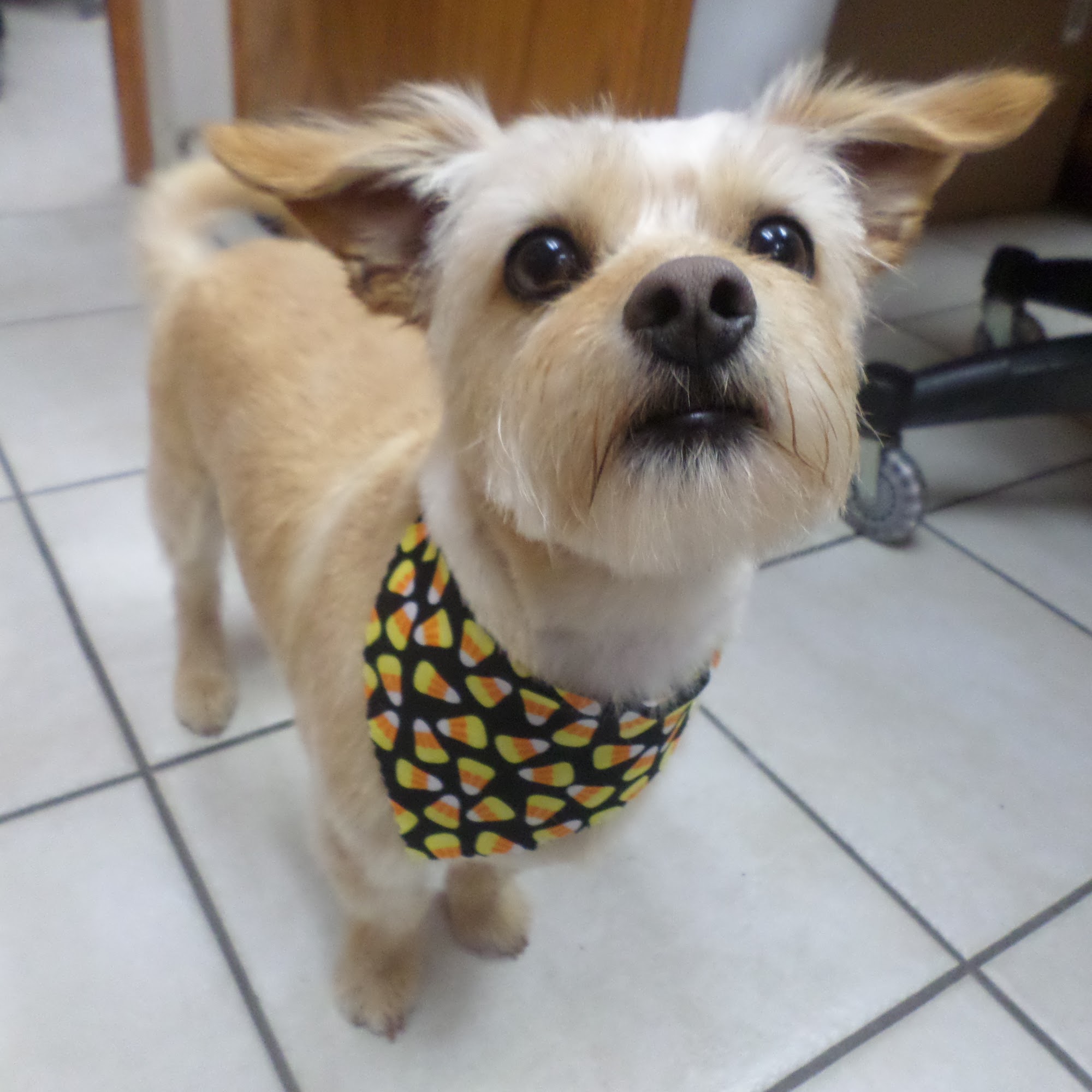 Animal Doctor Westside Manhattan