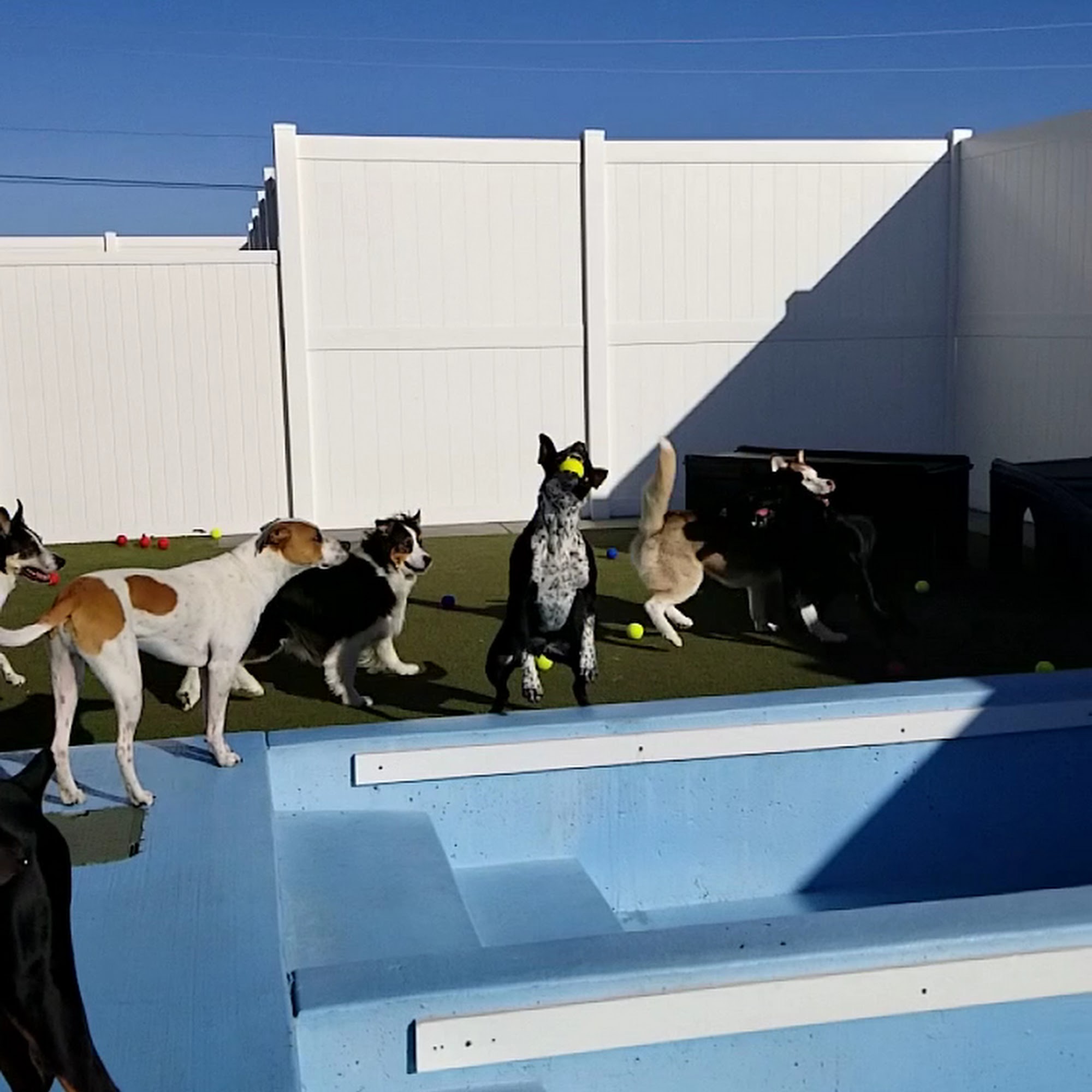 Woof's Play & Stay Manhattan