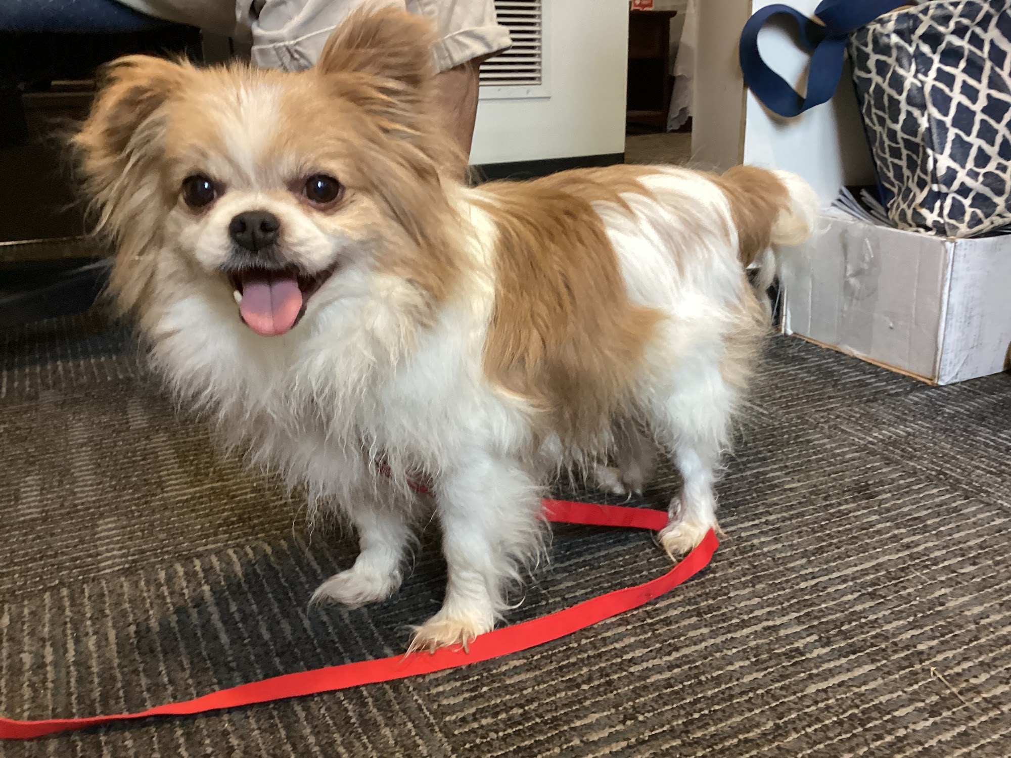 Prairie Paws Animal Shelter - Manhattan Manhattan