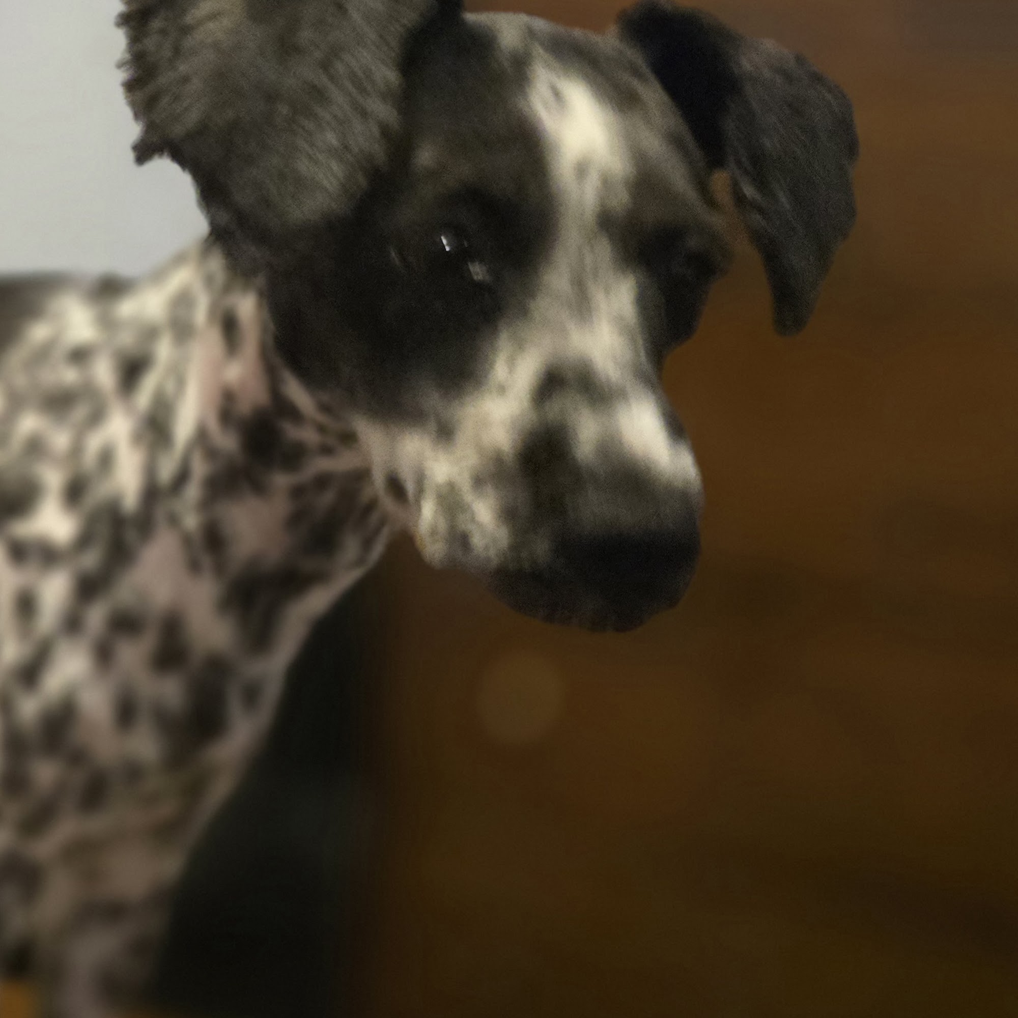 Animal Health Center of Marion County Inc Marion