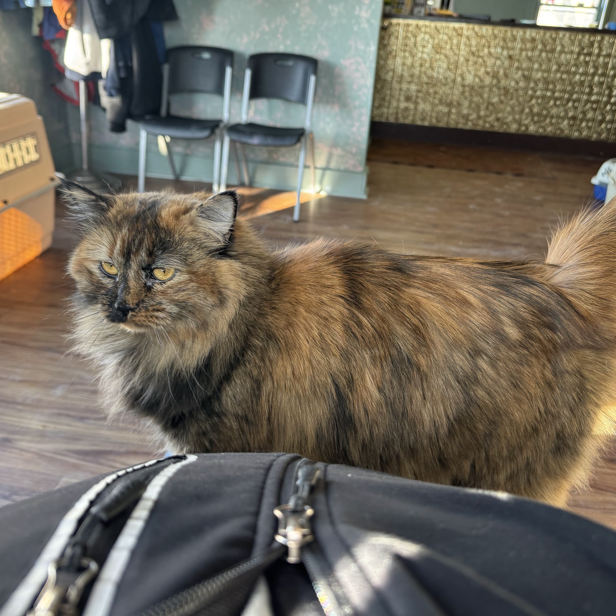 Maple Street Veterinary Hospital McPherson