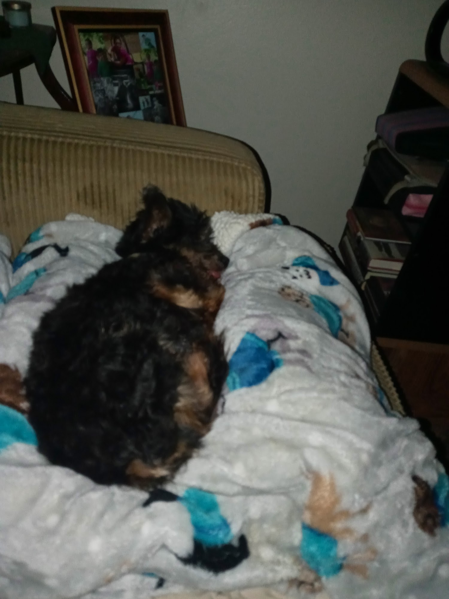 Maple Street Veterinary Hospital McPherson