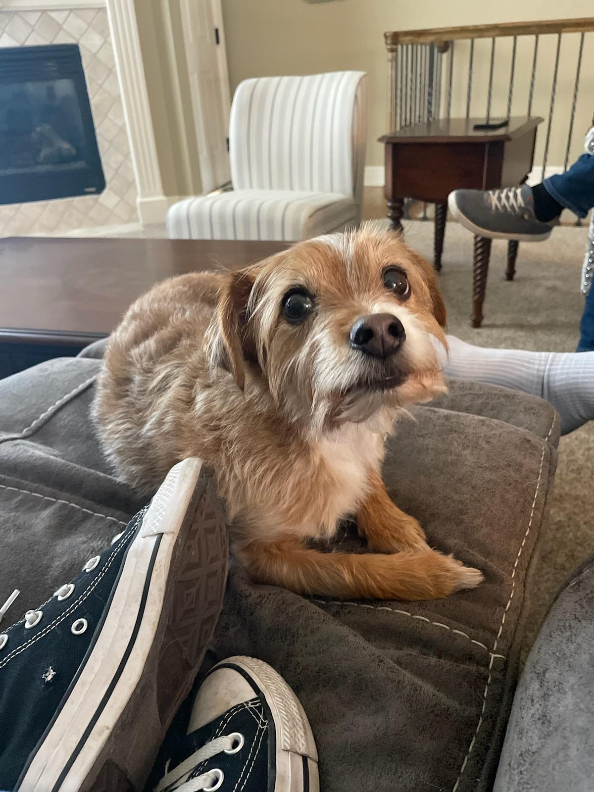 Dearborn Animal Clinic Mission