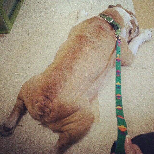 Mulvane Animal Clinic: Reichenberger L DVM Mulvane