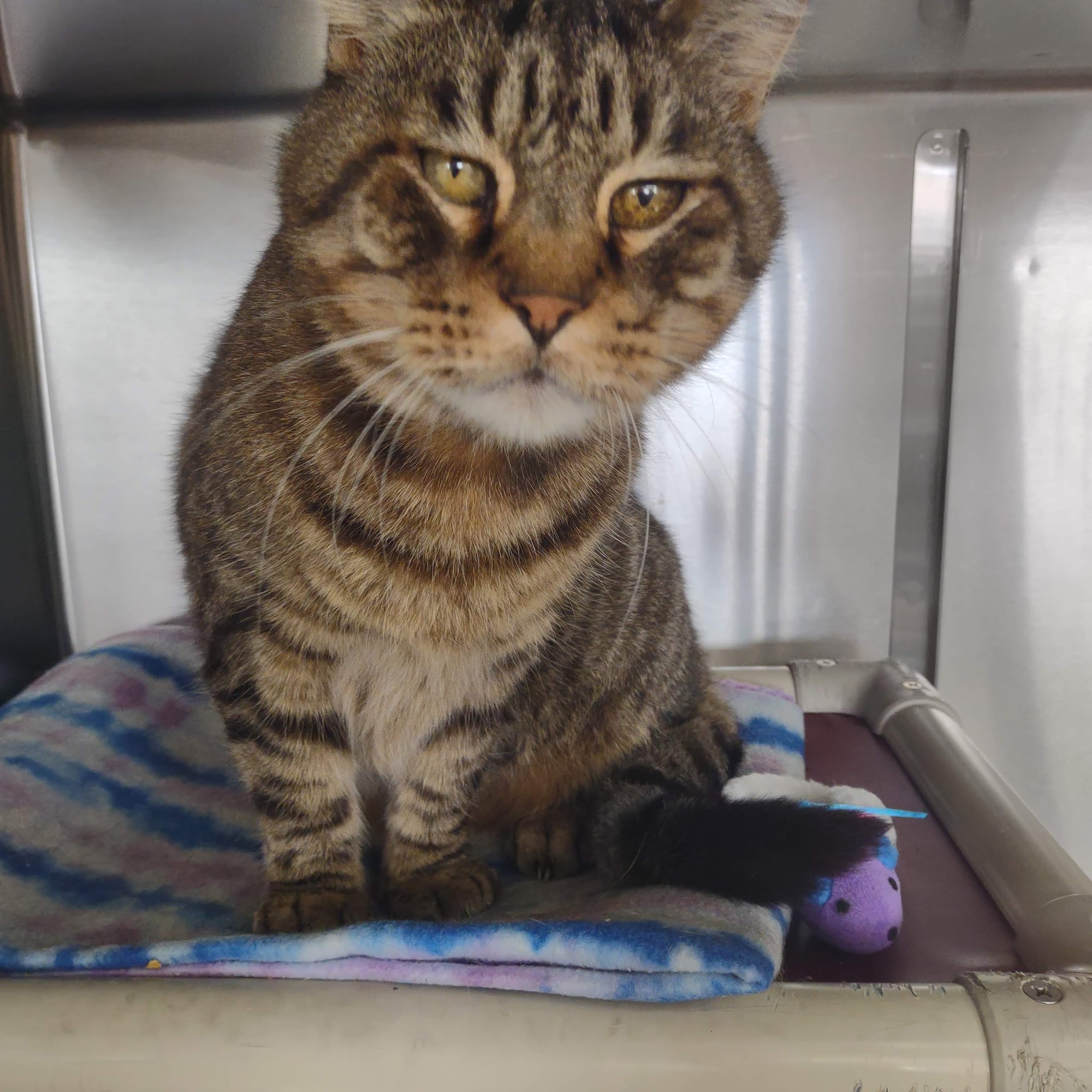 Newton Animal Hospital Newton