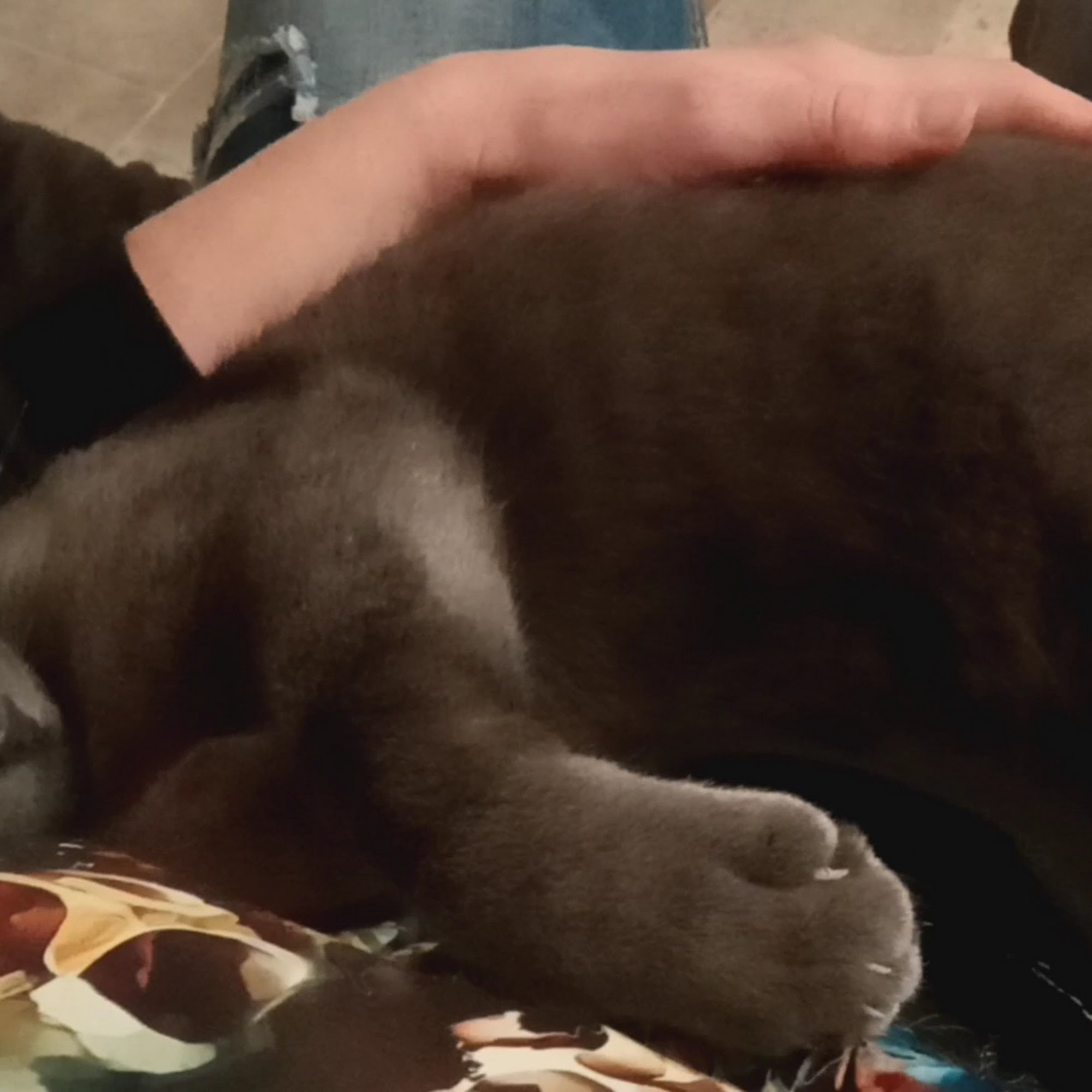 Caring Hands Humane Society Newton