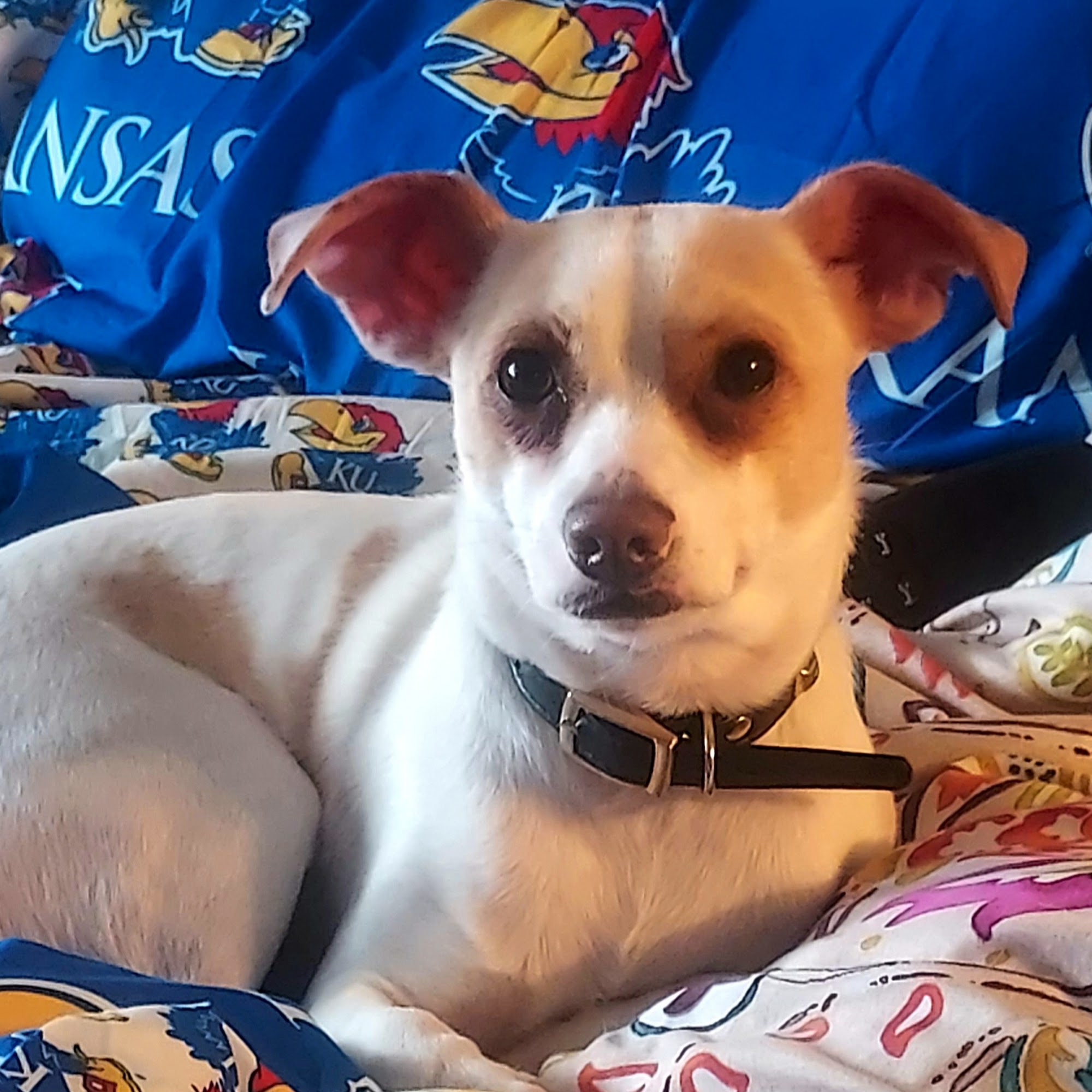 Pawsitively Groomed Newton