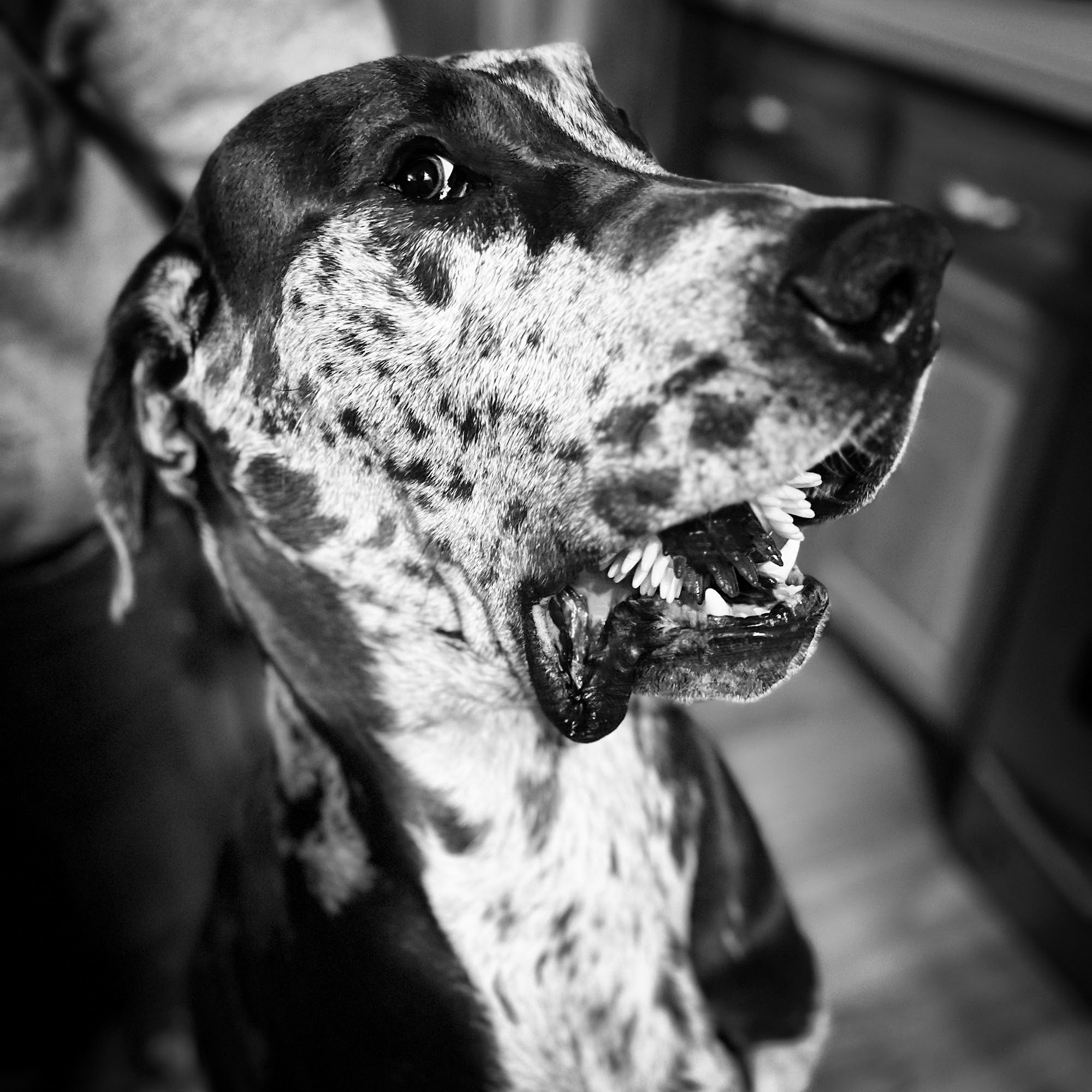 Olathe West Veterinary Care Olathe