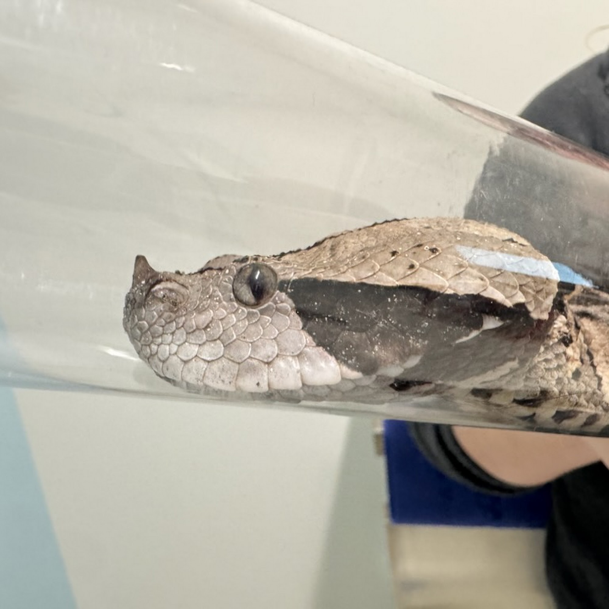 Advanced Veterinary Care of Olathe Olathe