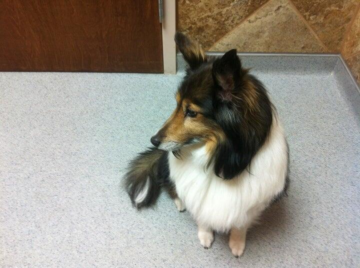 Santa Fe Pet Clinic: Dr. Leslie Wegele, DVM Olathe