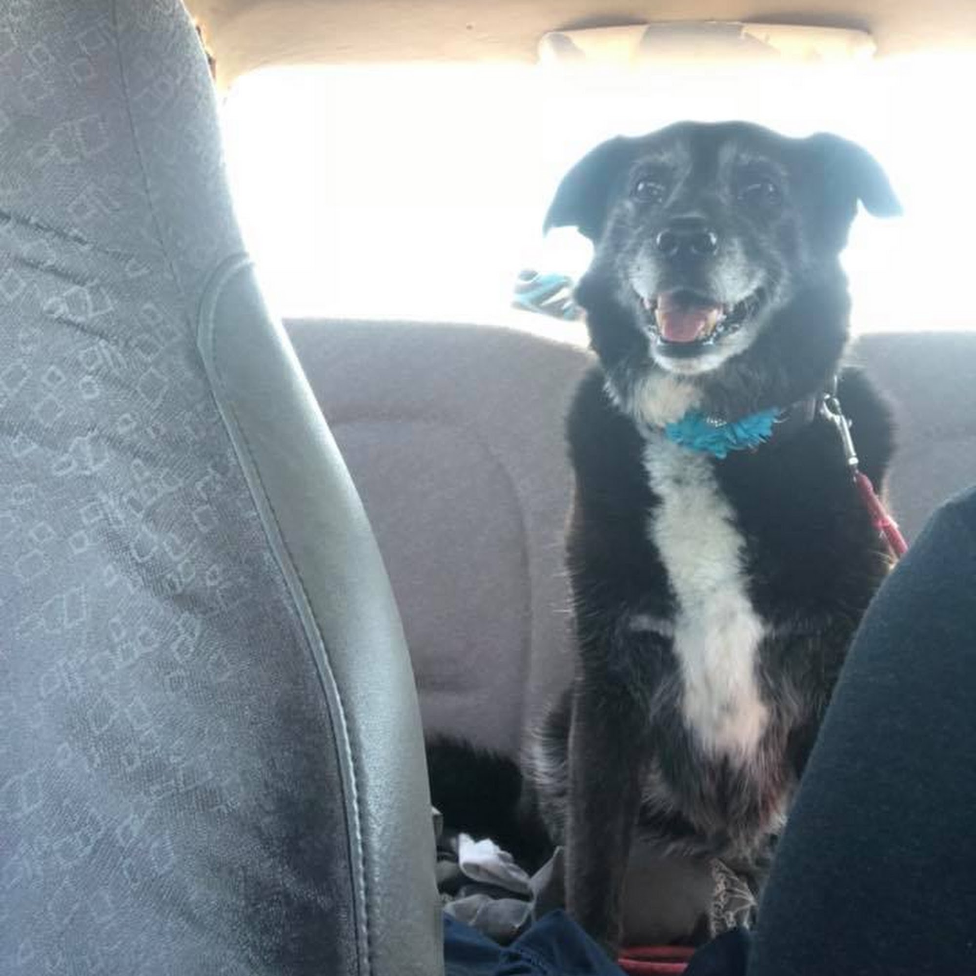 Ridgeview Animal Hospital Olathe