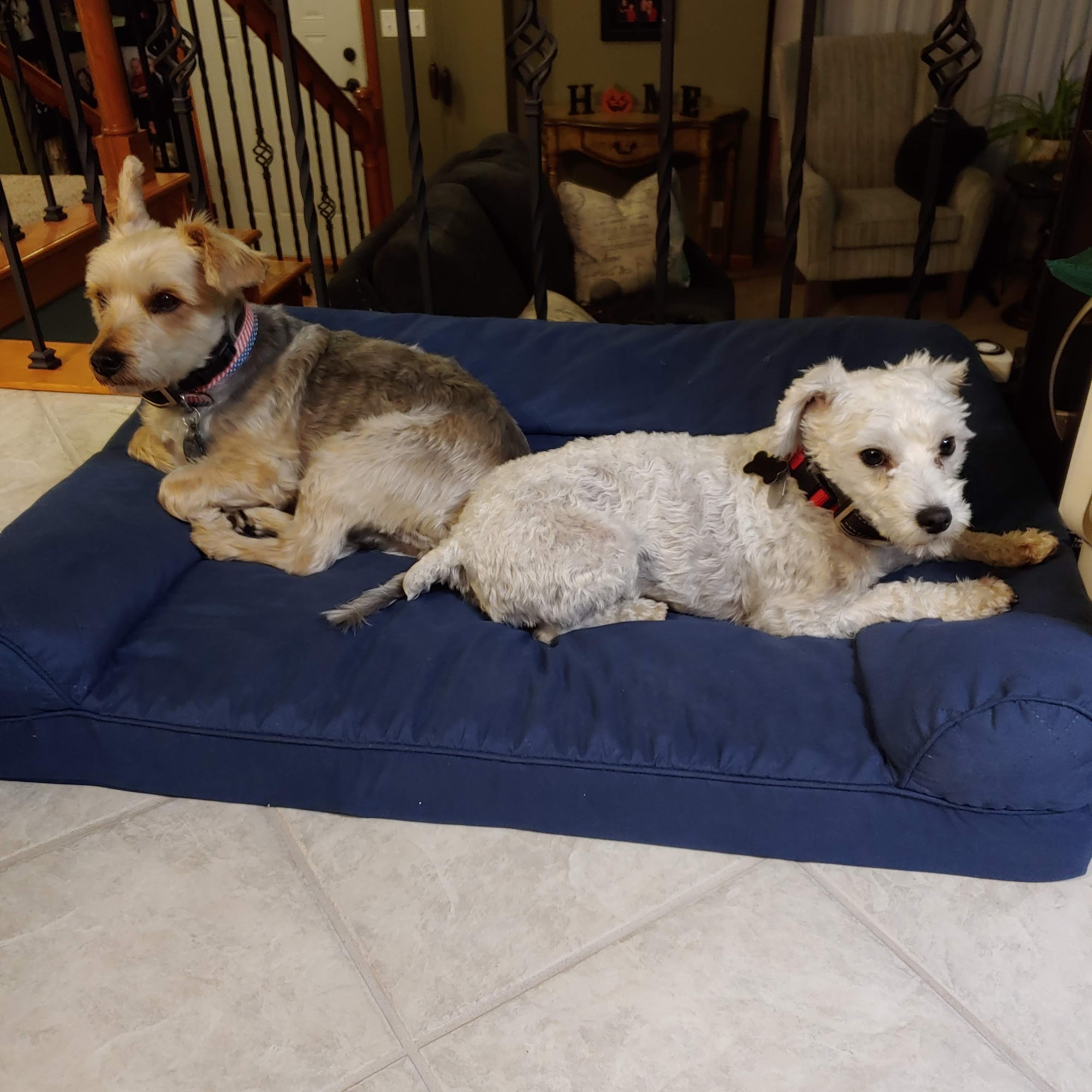 Dr. Todd Knappenberger Olathe