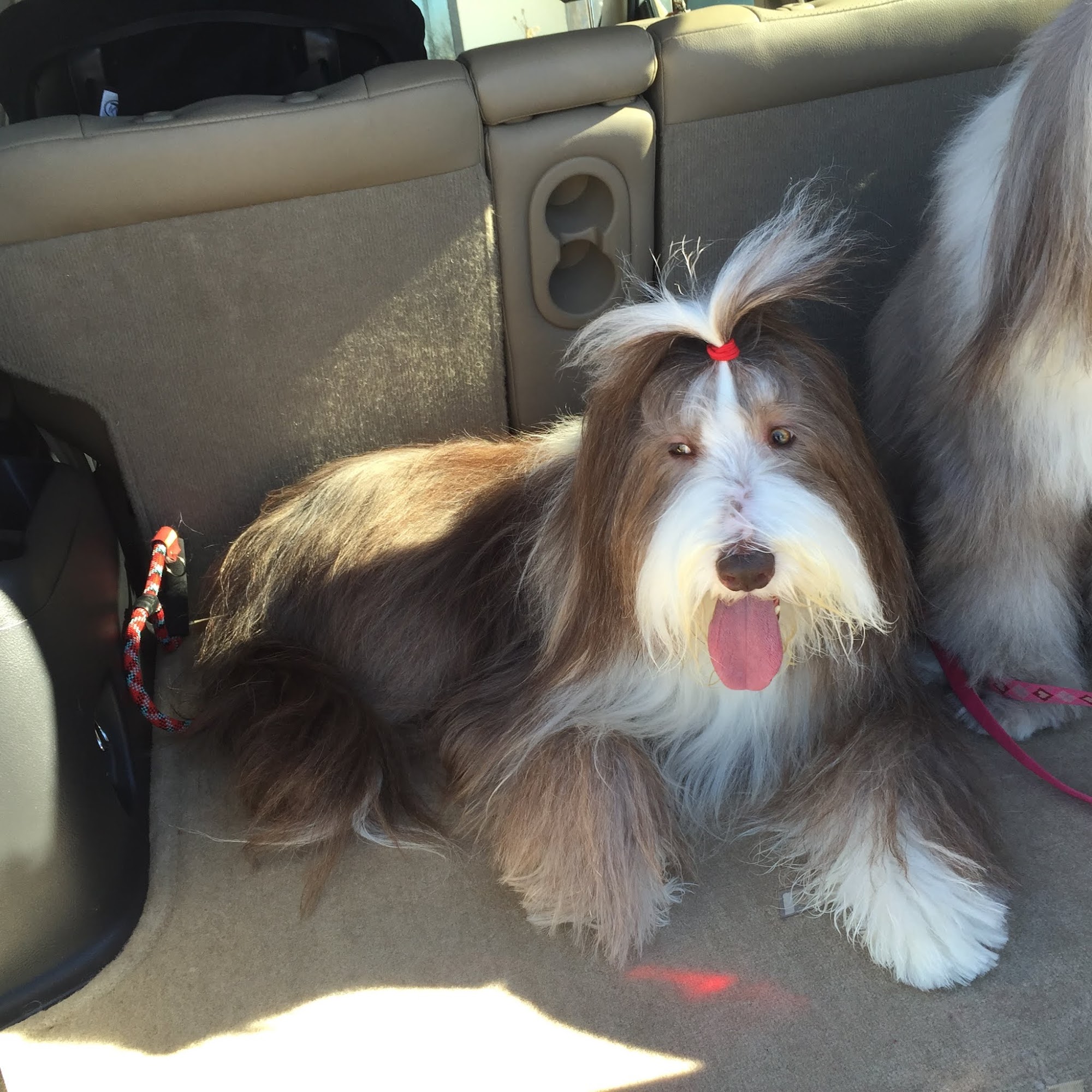 Cedar Creek Pet Hospital & Urgent Vet Care in Olathe Olathe