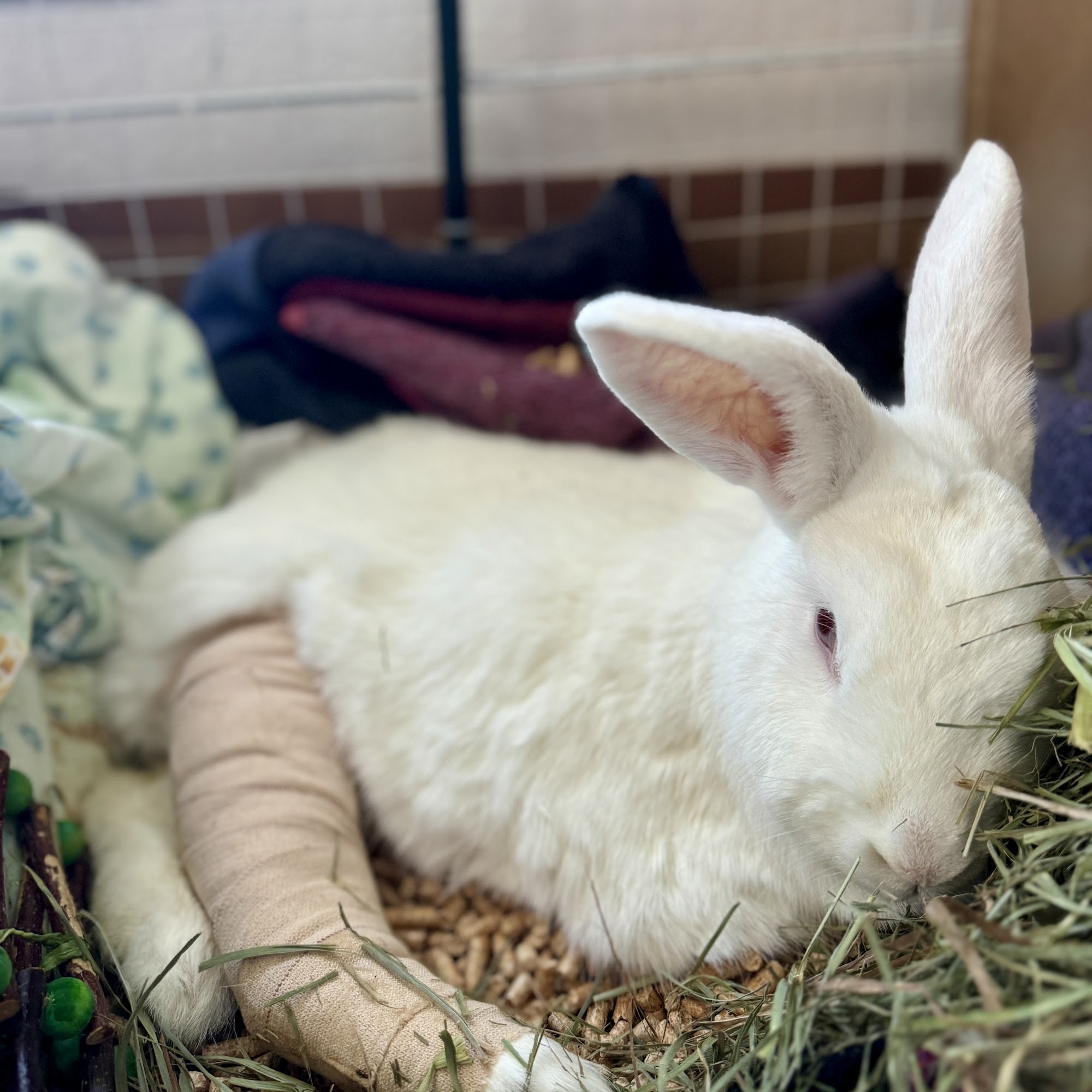 Arbor Creek Animal Hospital Olathe