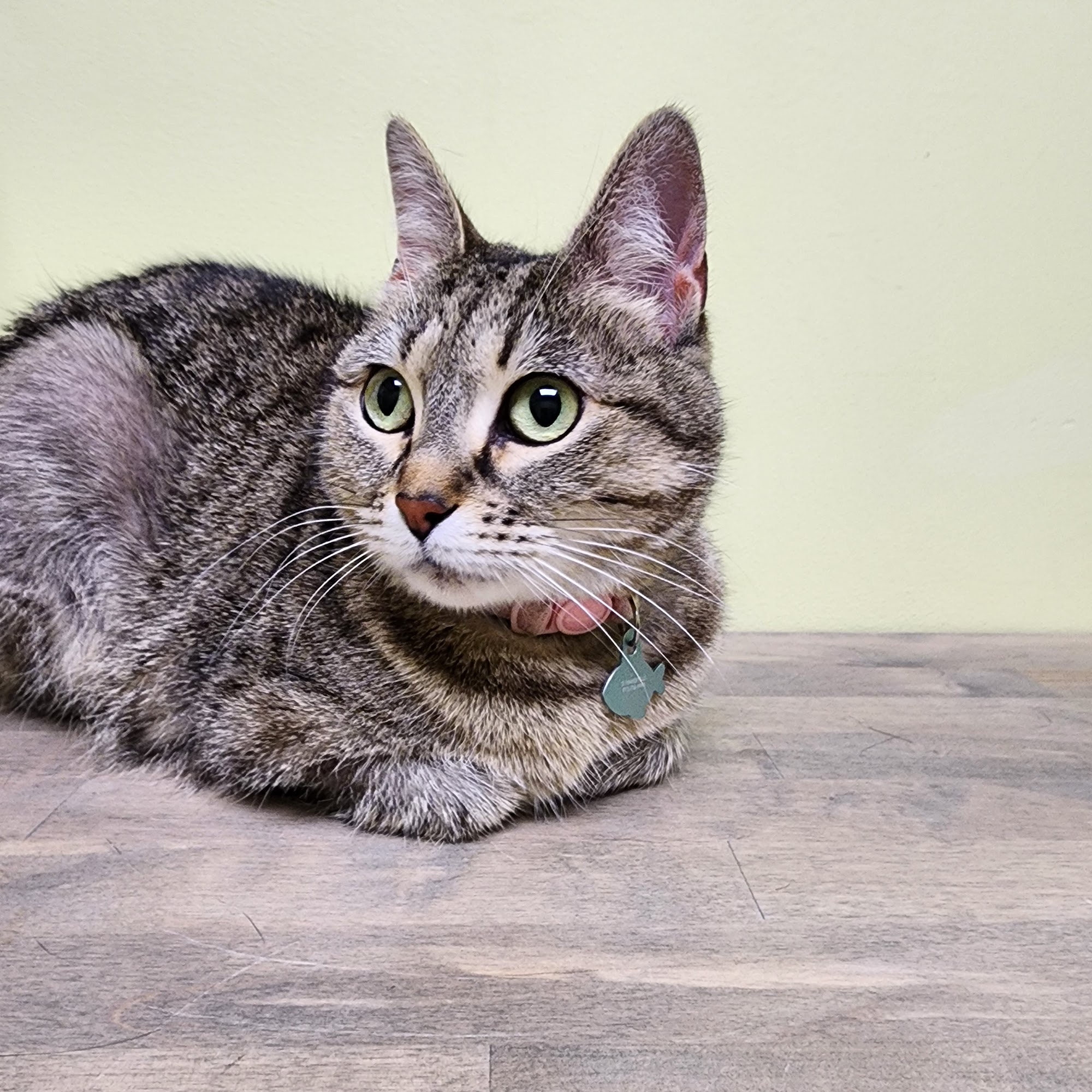 Heritage Animal Hospital Olathe