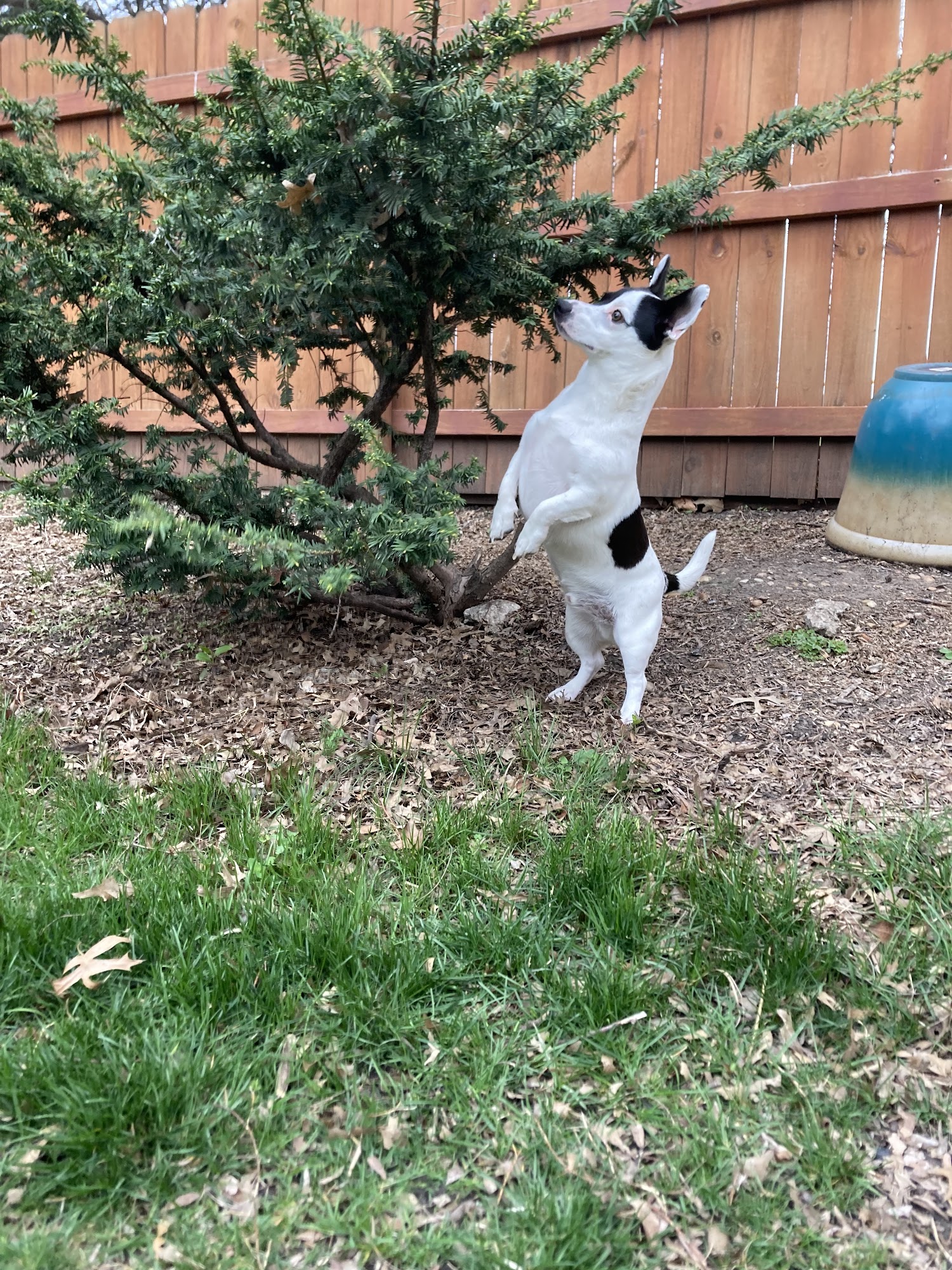 Blackbob Pet Hospital & Cat Clinic Olathe