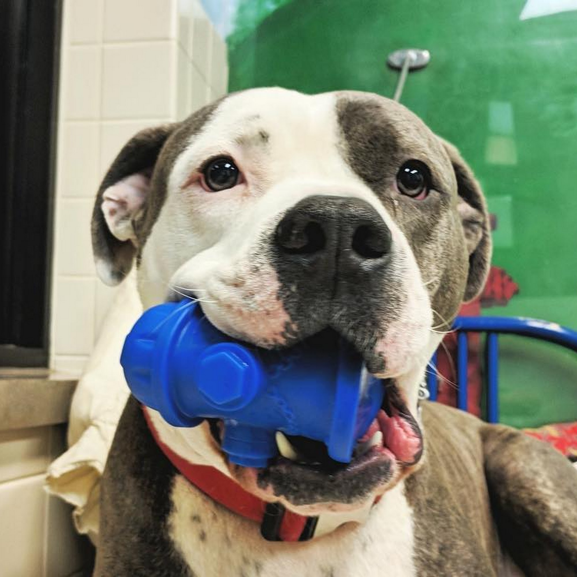 Blackbob Pet Hospital & Cat Clinic Olathe