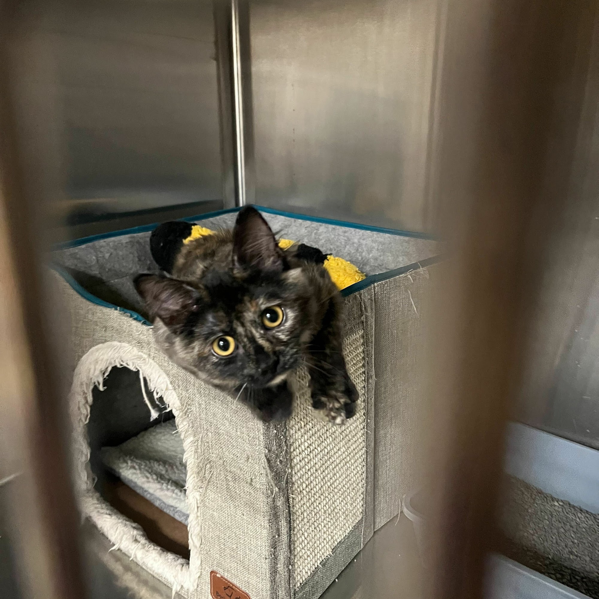 Bradford Pet Hospital Olathe