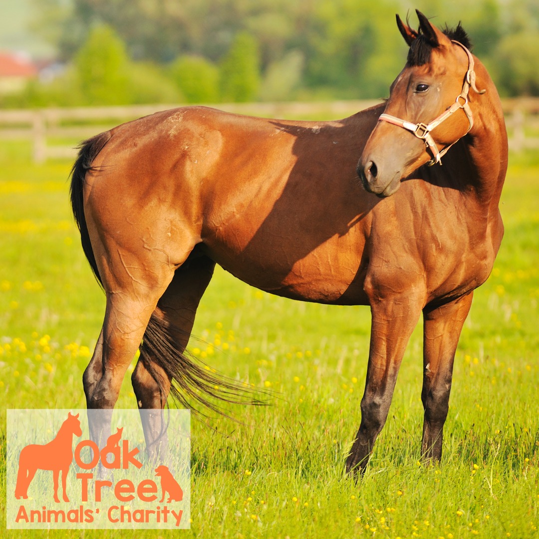 We Love Pets Training Olathe