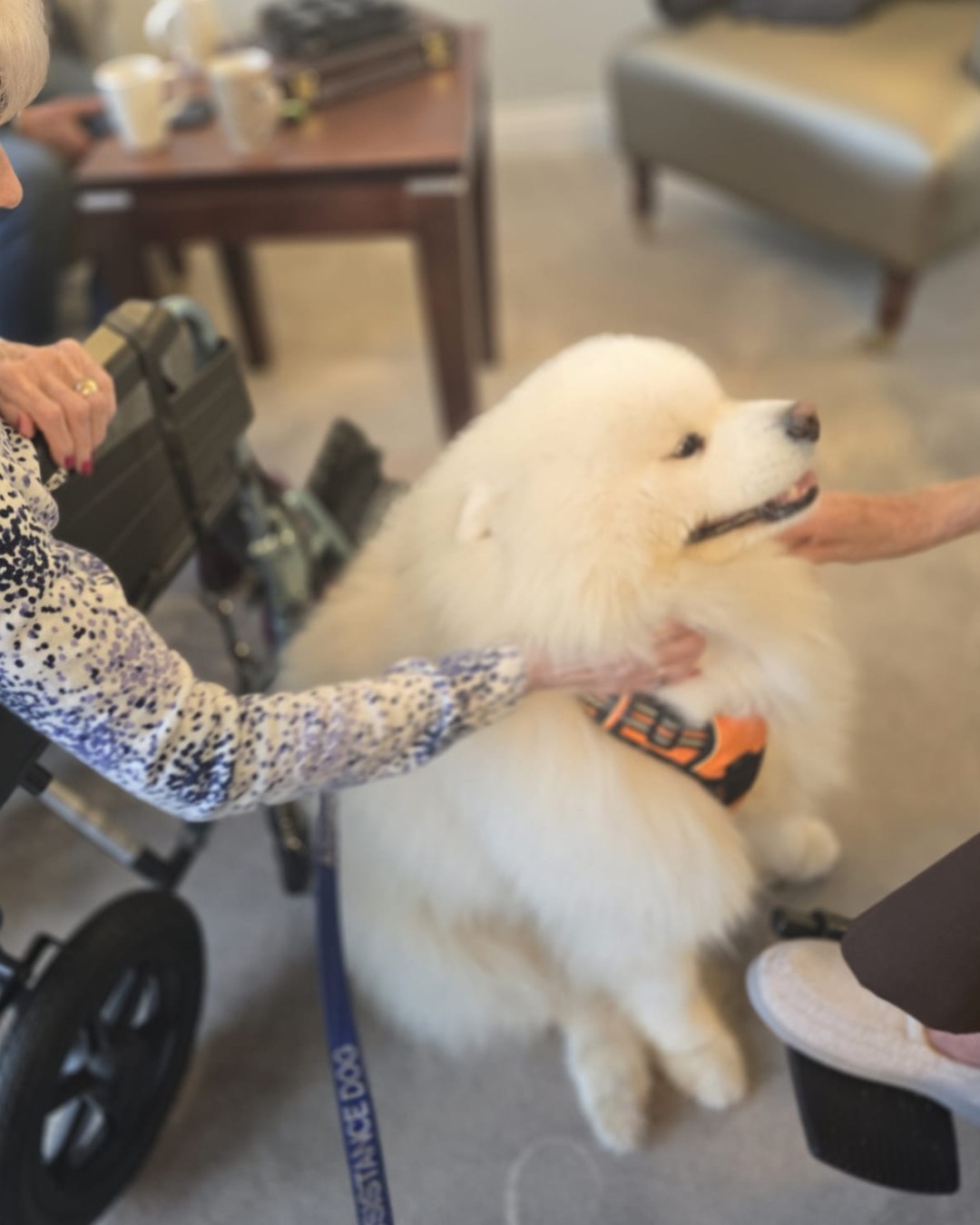 We Love Pets Training Olathe