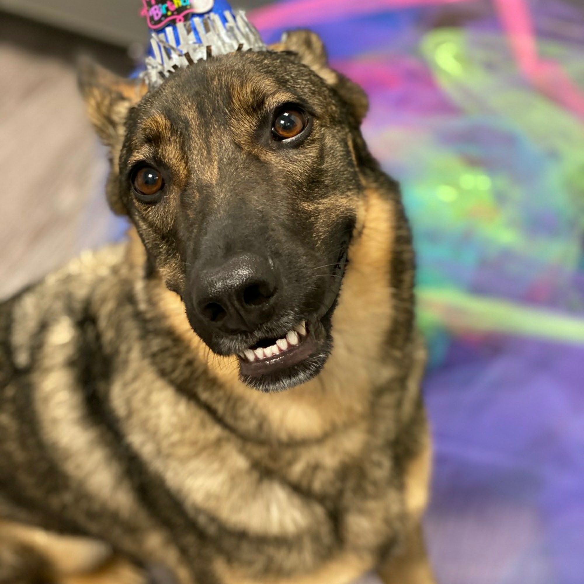 Dogtopia of Olathe Olathe