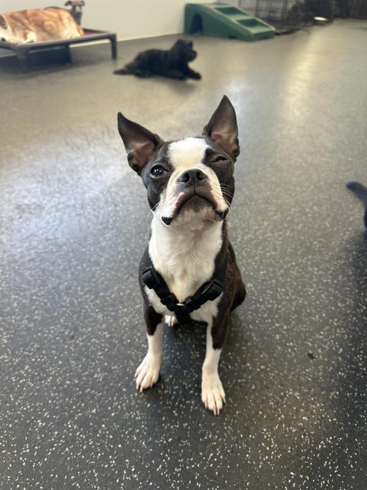 Dogtopia of Olathe Olathe