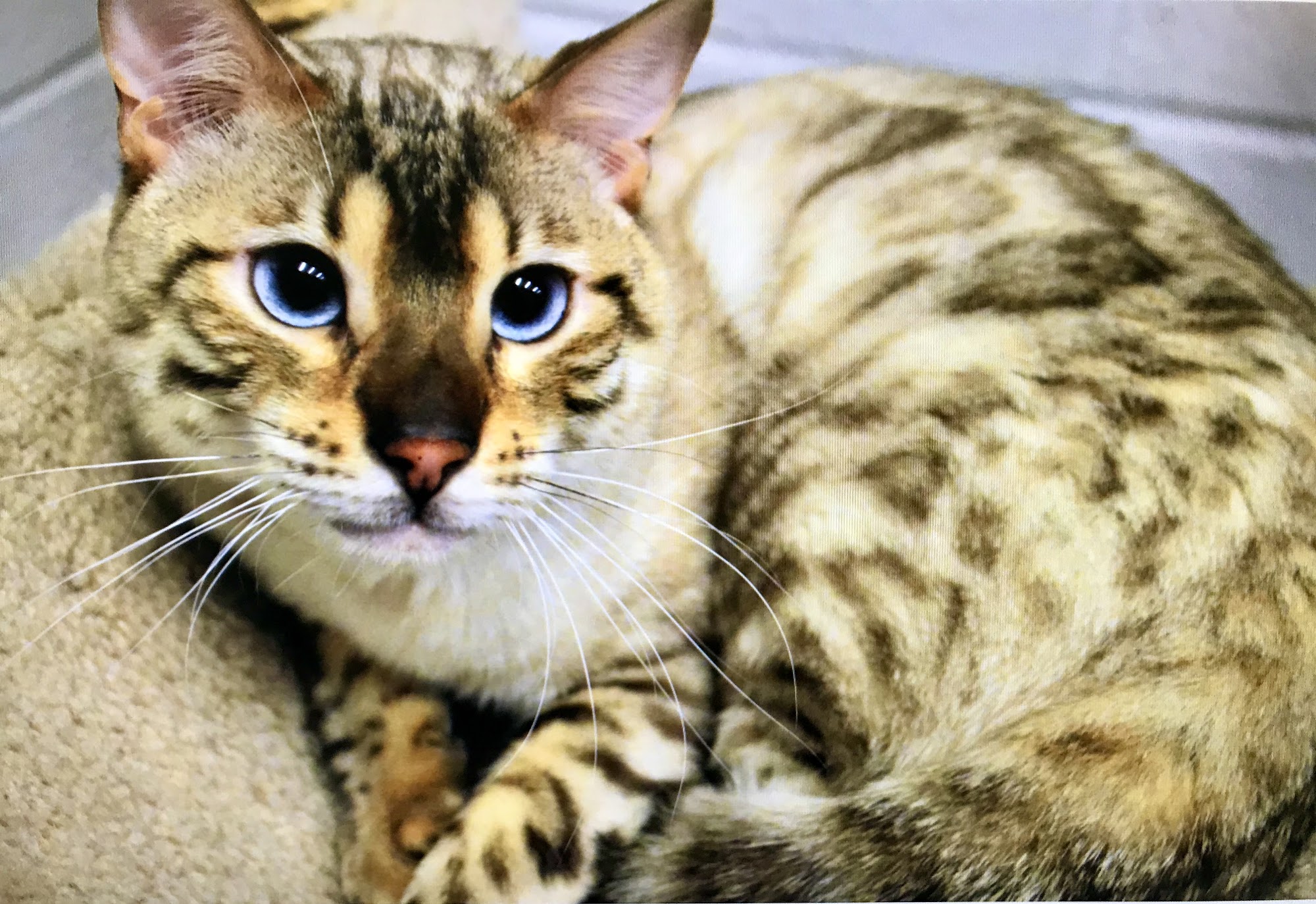 Olathe Animal Shelter Olathe