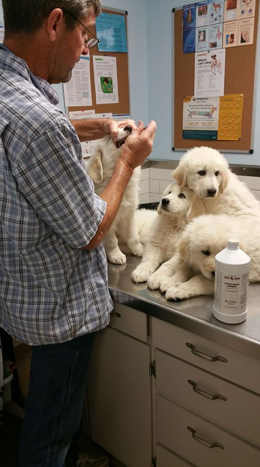 Ottawa Veterinary Hospital Ottawa