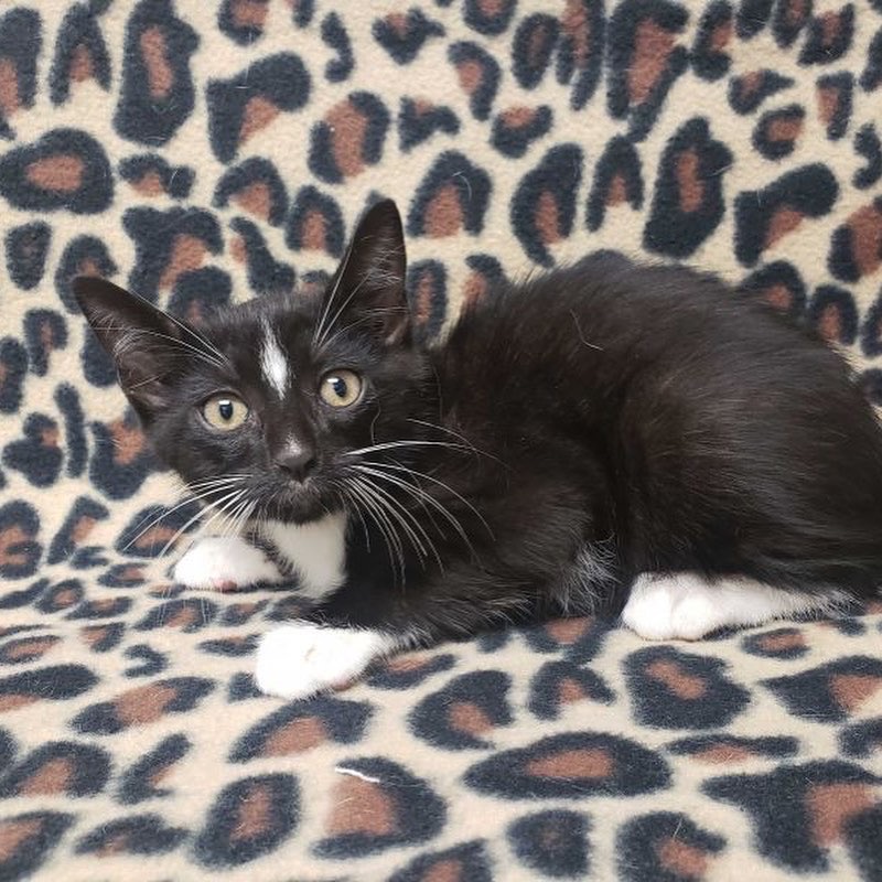 Prairie Paws Animal Shelter Ottawa