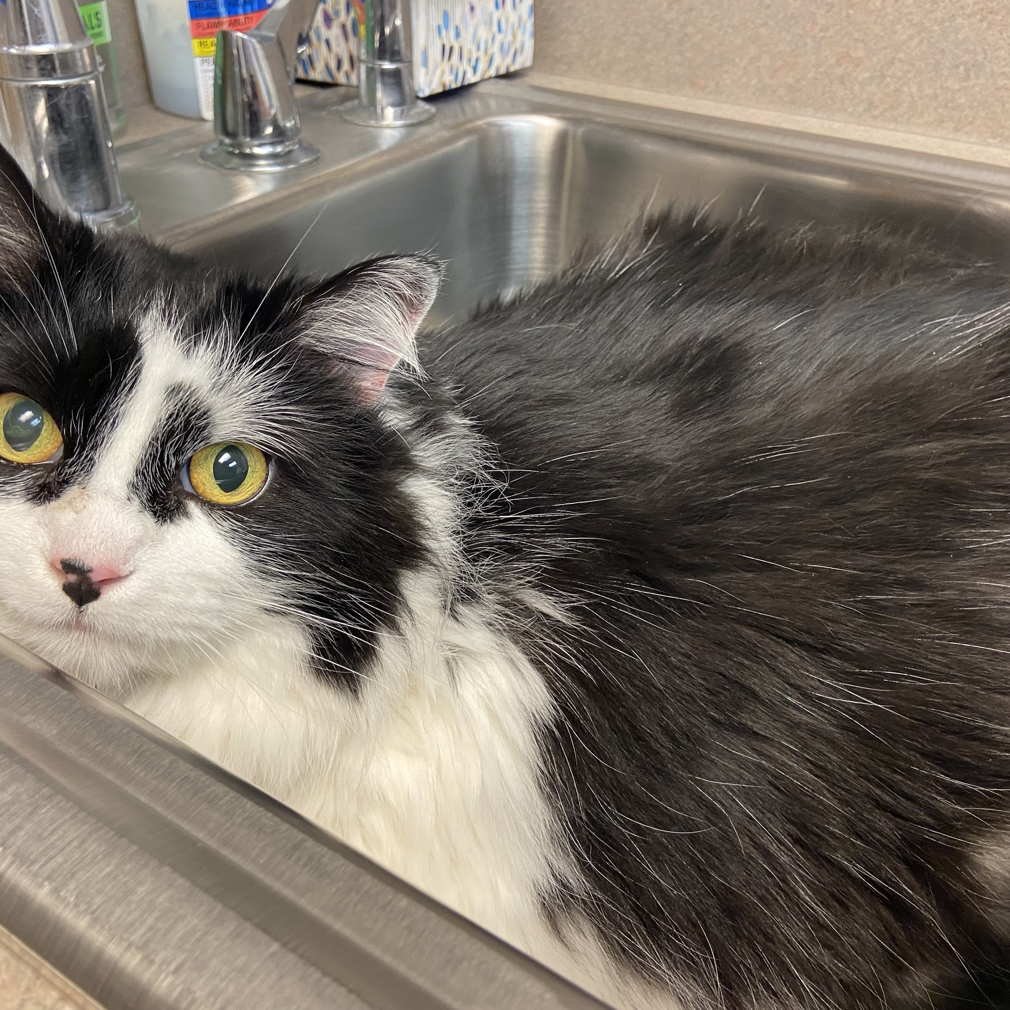 Johnson County Animal Clinic Overland Park