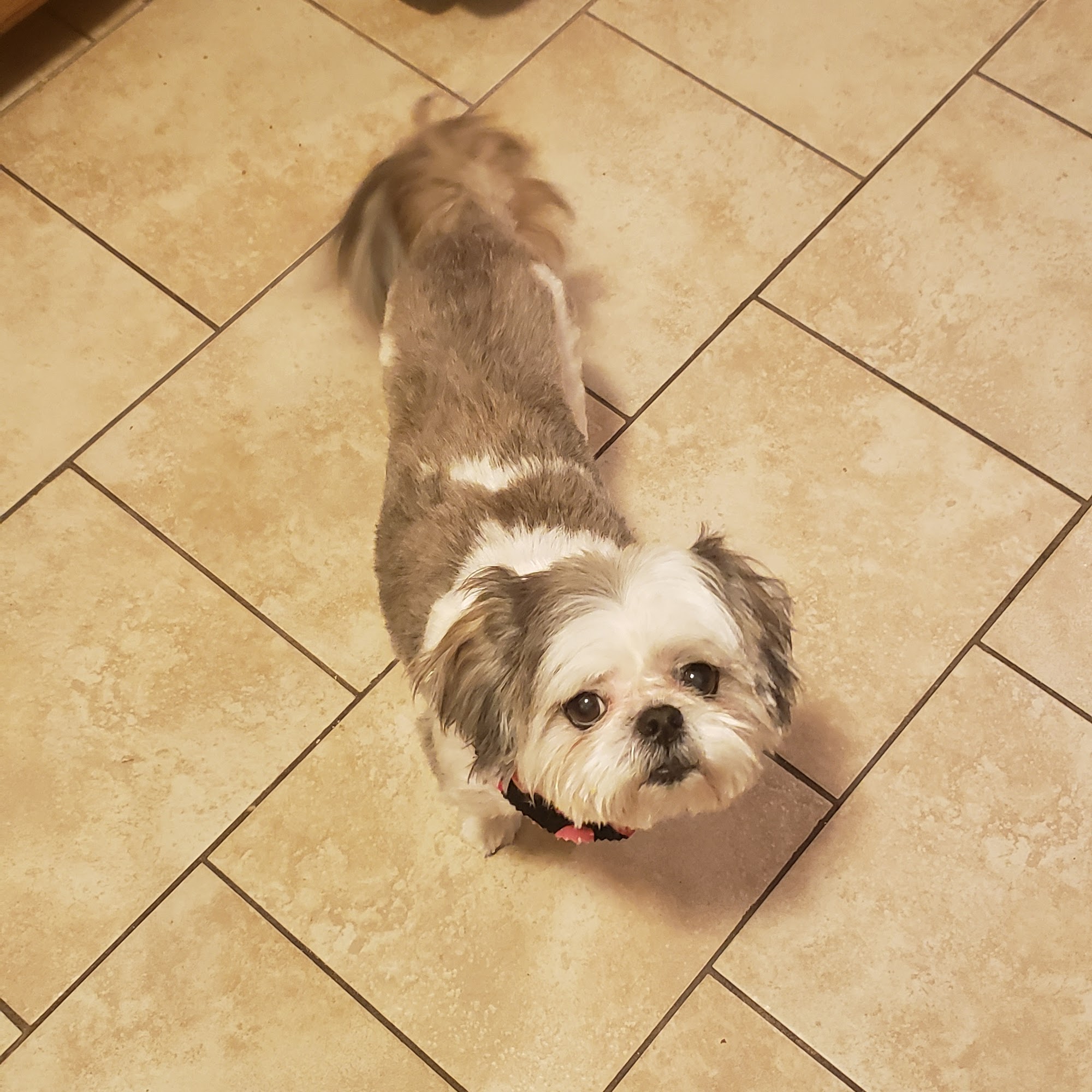 Nall Hills Animal Hospital and Grooming Overland Park