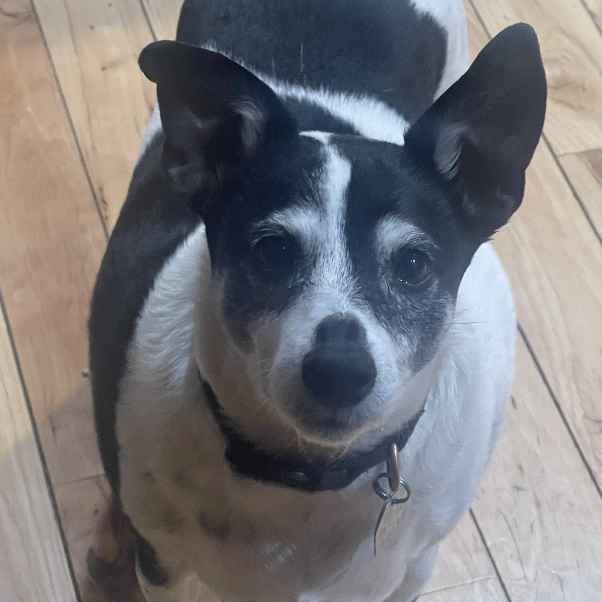 College Boulevard Animal Hospital Overland Park