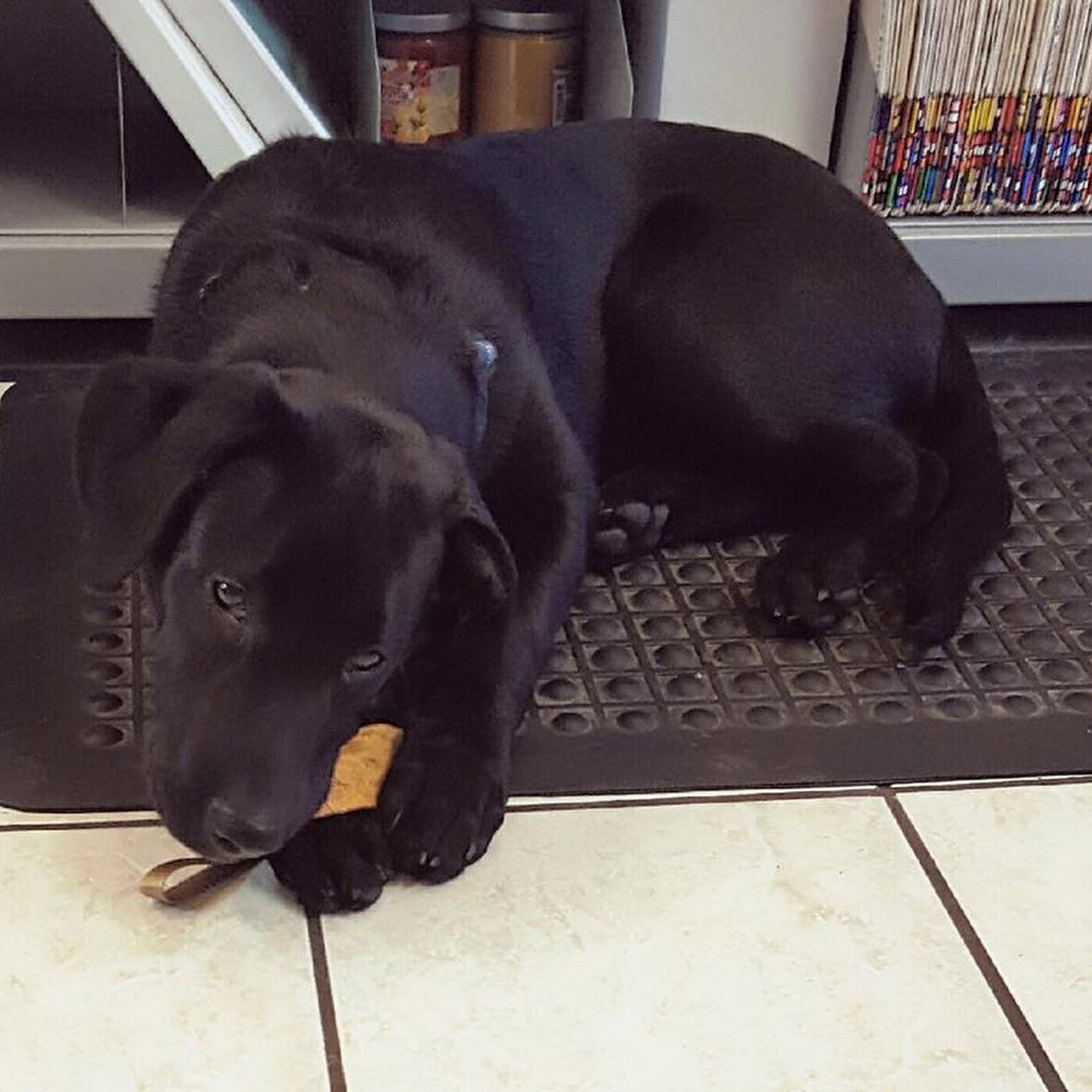 Oxford Animal Hospital, A Thrive Pet Healthcare Partner Overland Park