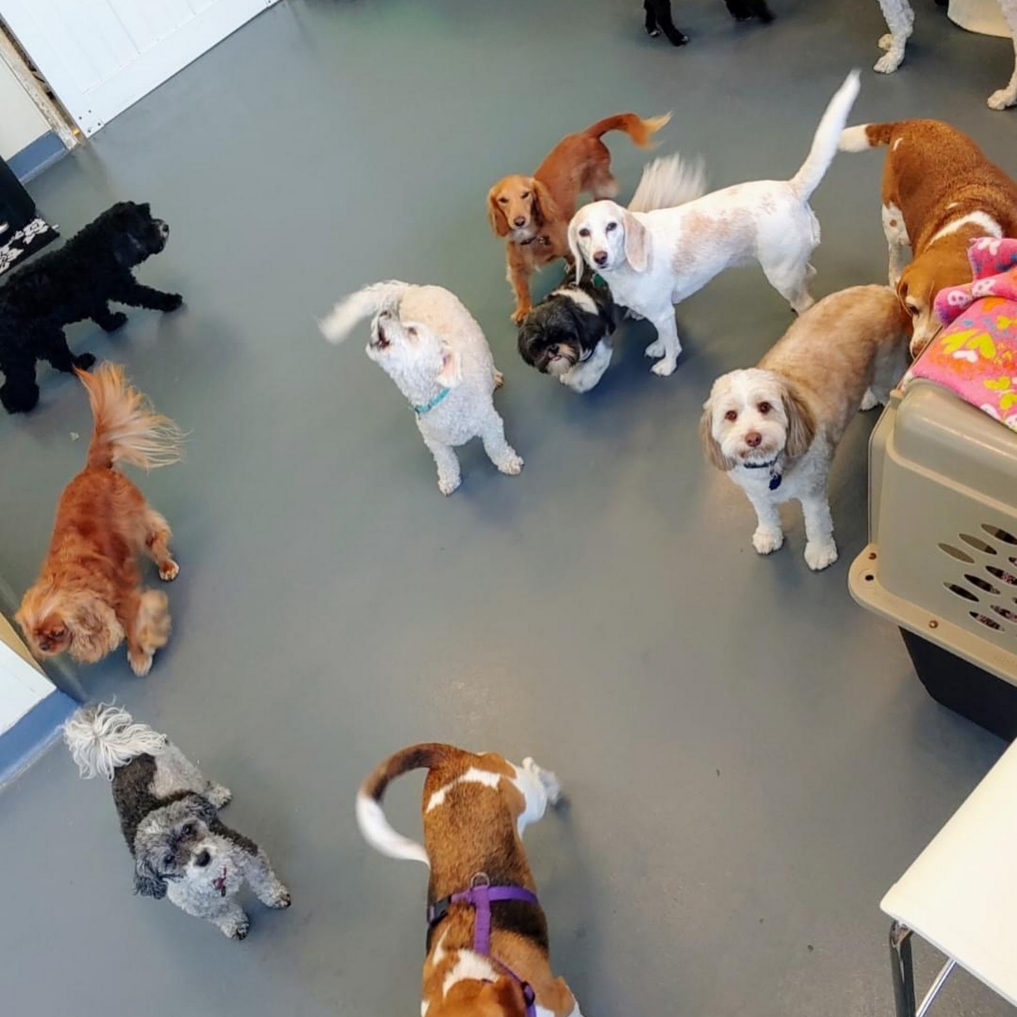 Puppy's Playpen Overland Park